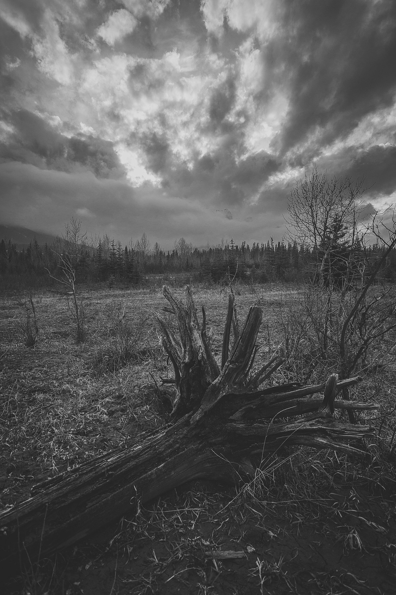 Canon EOS 60D + Sigma 10-20mm F4-5.6 EX DC HSM sample photo. Remnants of the tree god photography