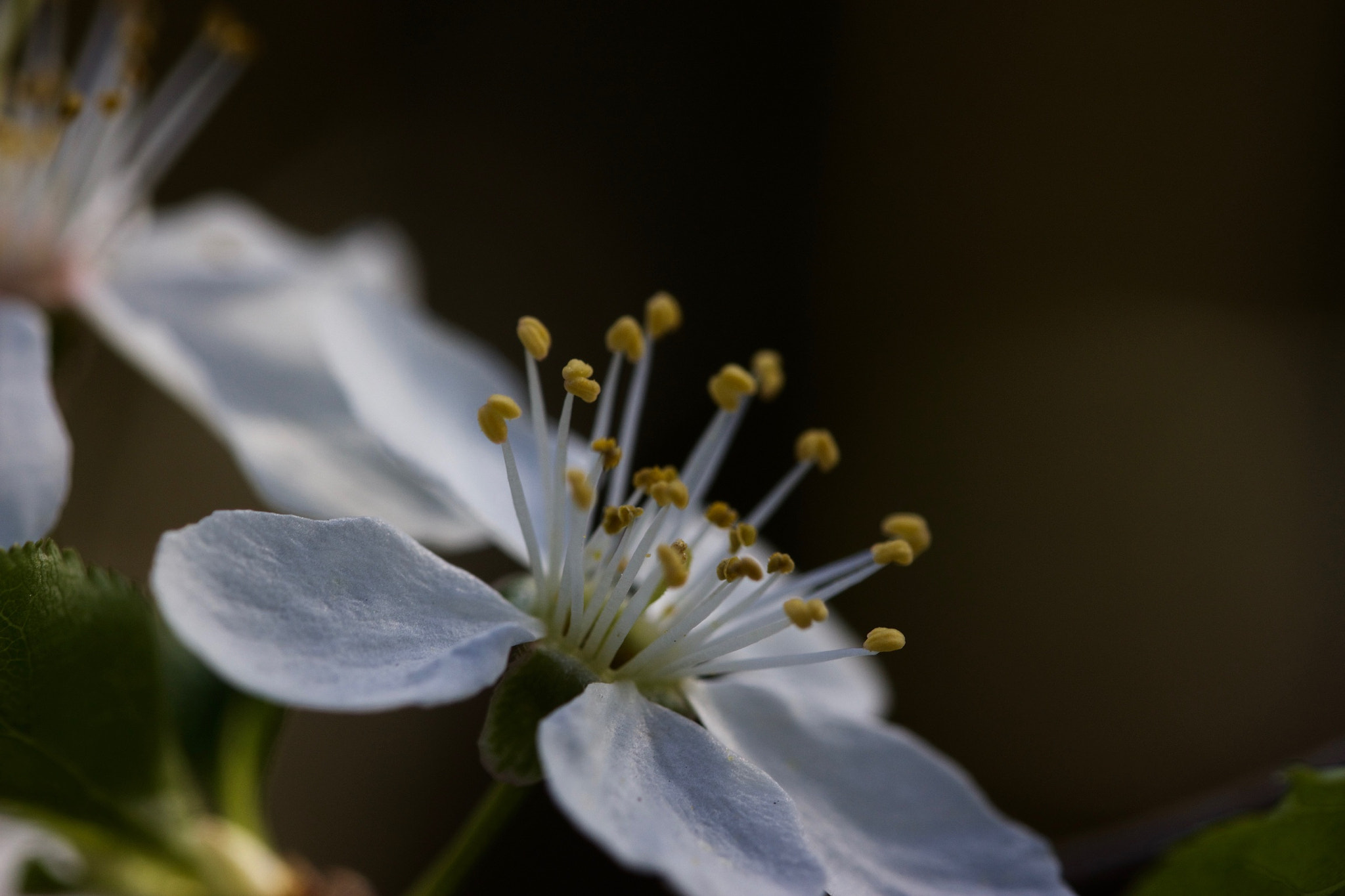 Canon EF 100mm F2.8L Macro IS USM sample photo. Plum blossom photography
