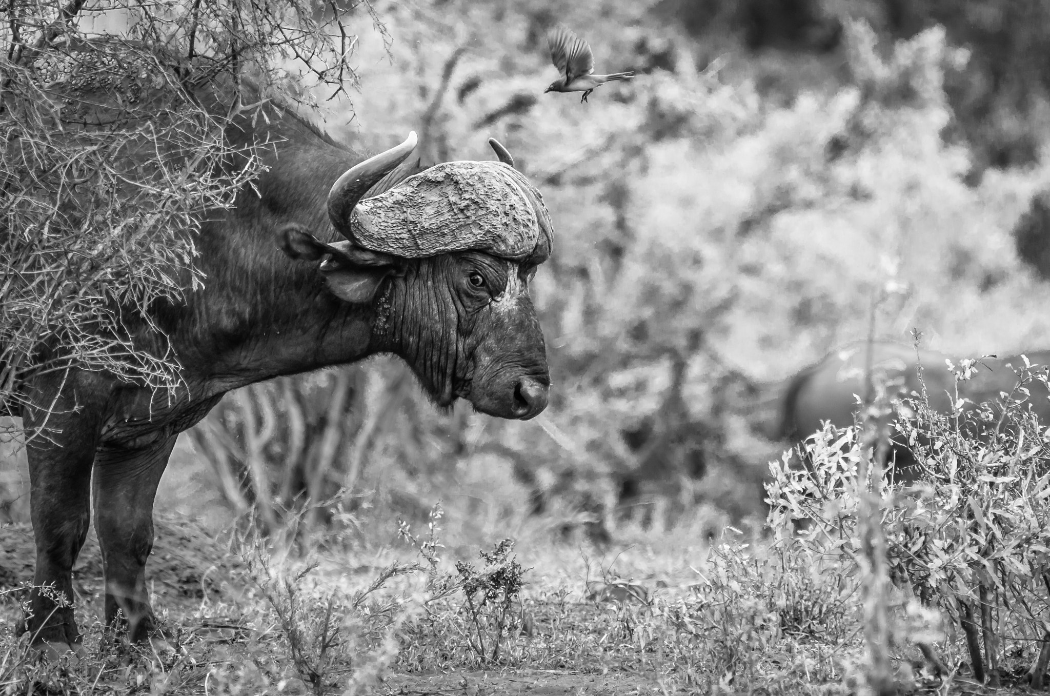 Pentax K-5 II sample photo. Buffalo - can't look around the corner photography