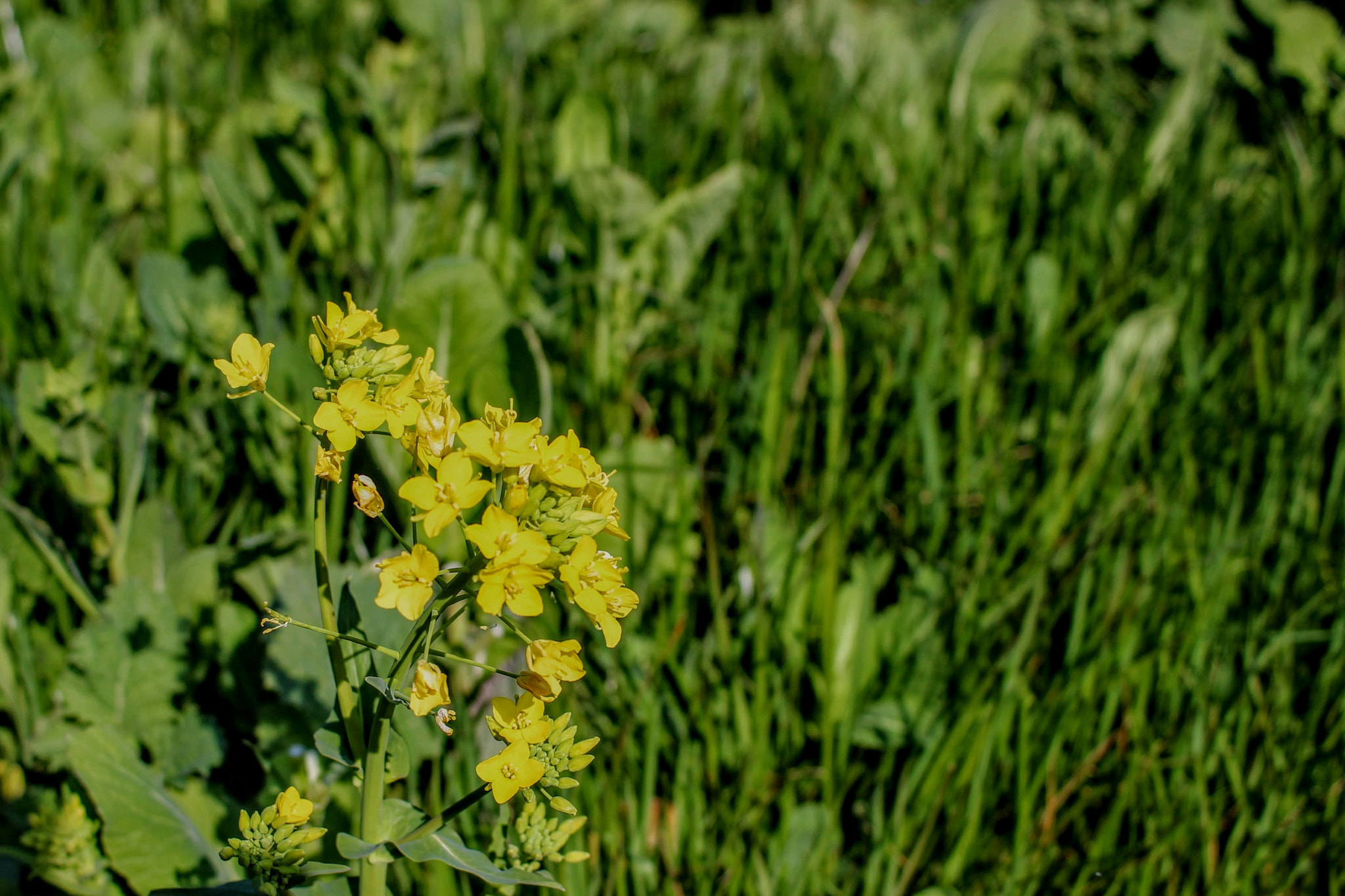Canon EF-S 24mm F2.8 STM sample photo. 菜の花 photography