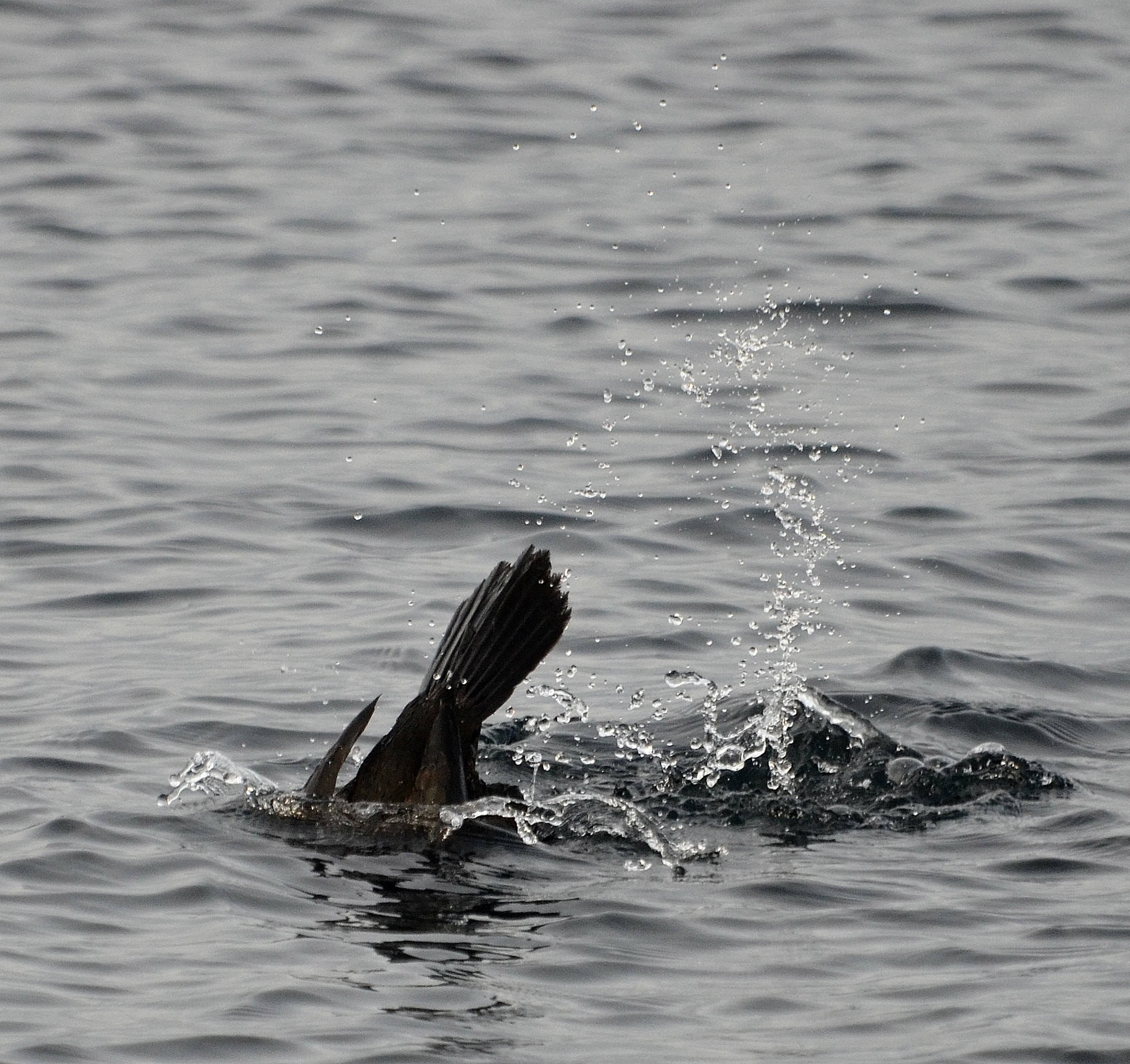 Nikon D5100 sample photo. Great cormorant  diving photography
