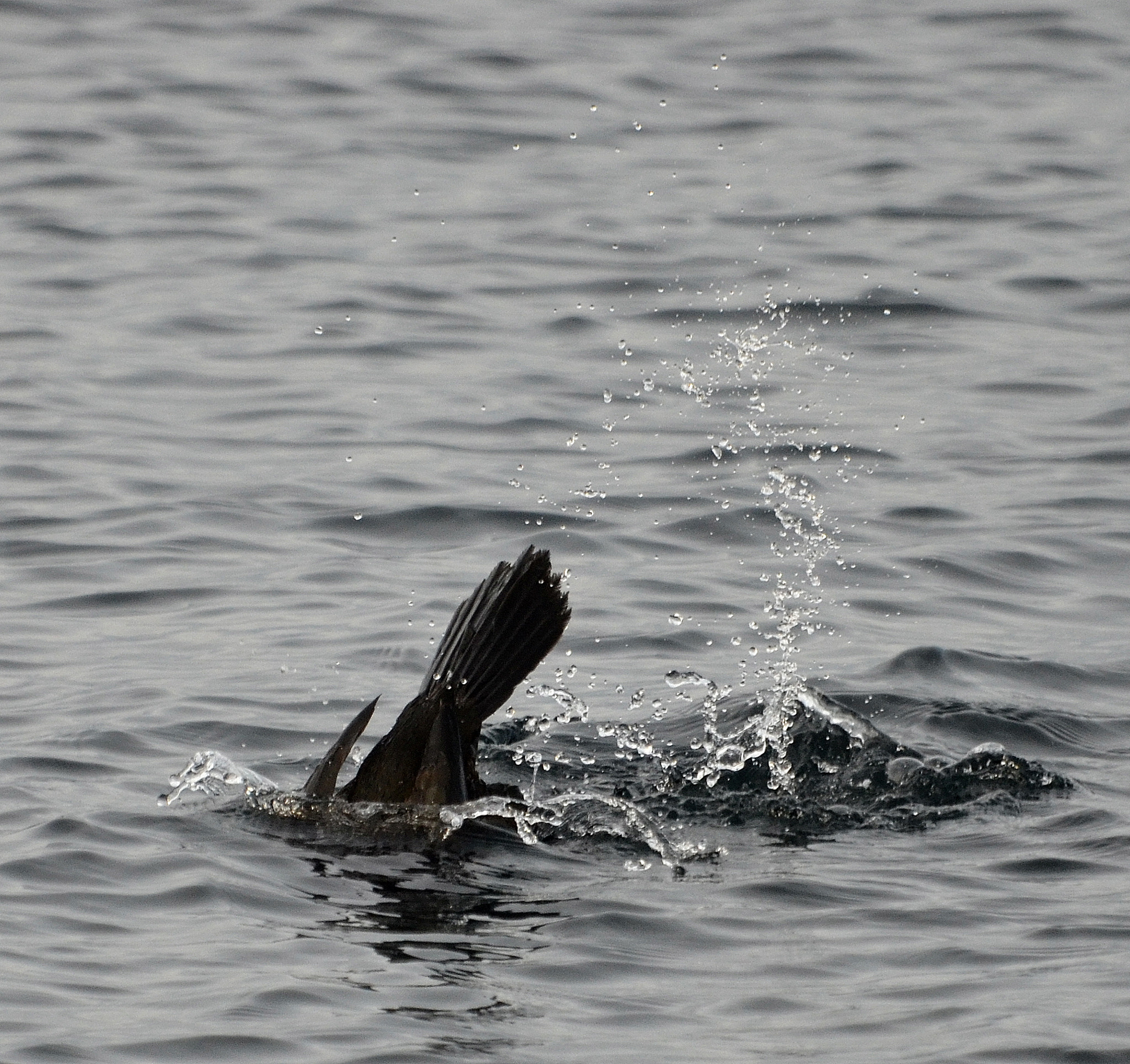 Nikon D5100 + Sigma 120-400mm F4.5-5.6 DG OS HSM sample photo. Great cormorant  diving photography