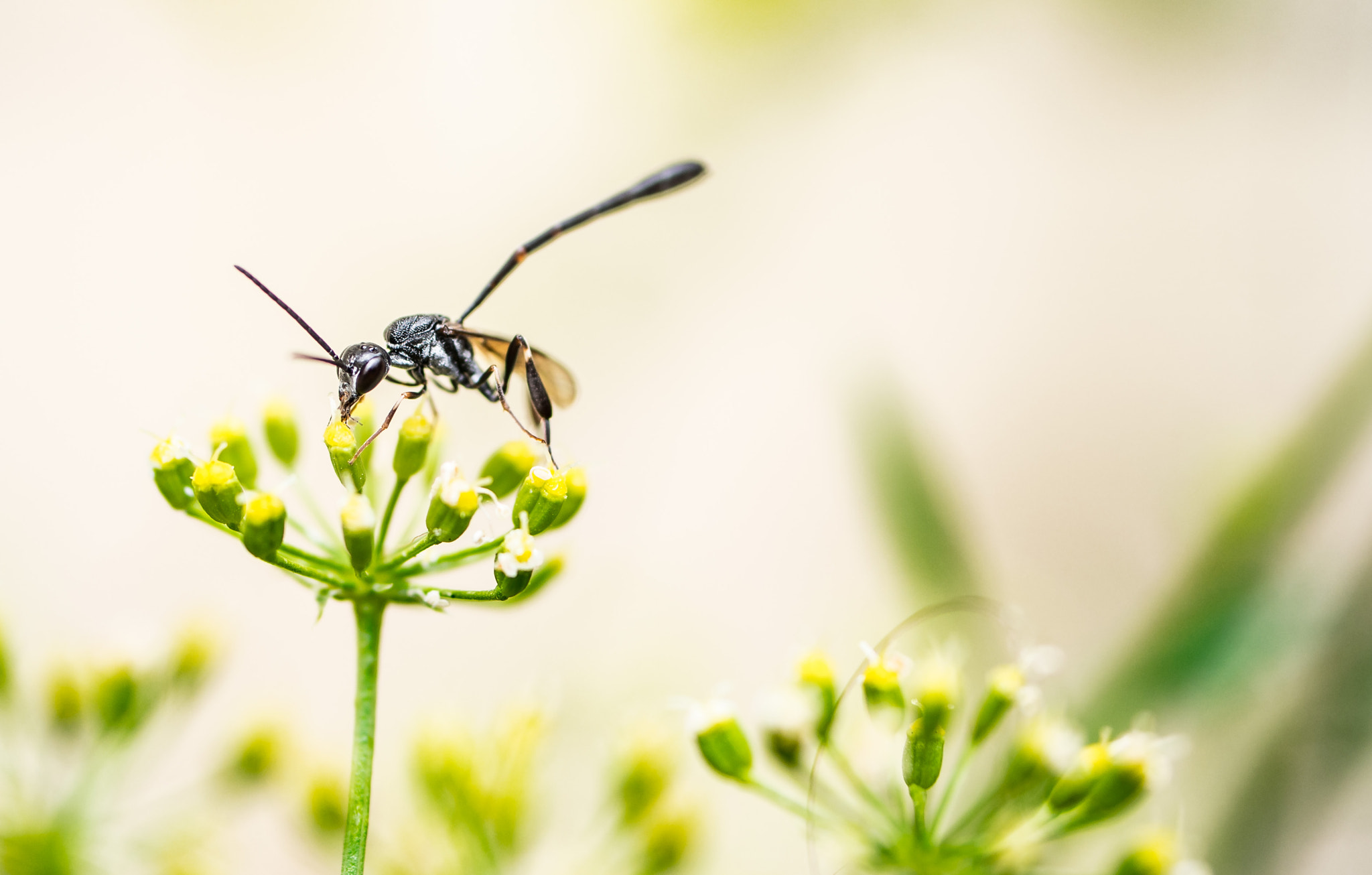 Olympus OM-D E-M5 sample photo. Parasitic wasp photography