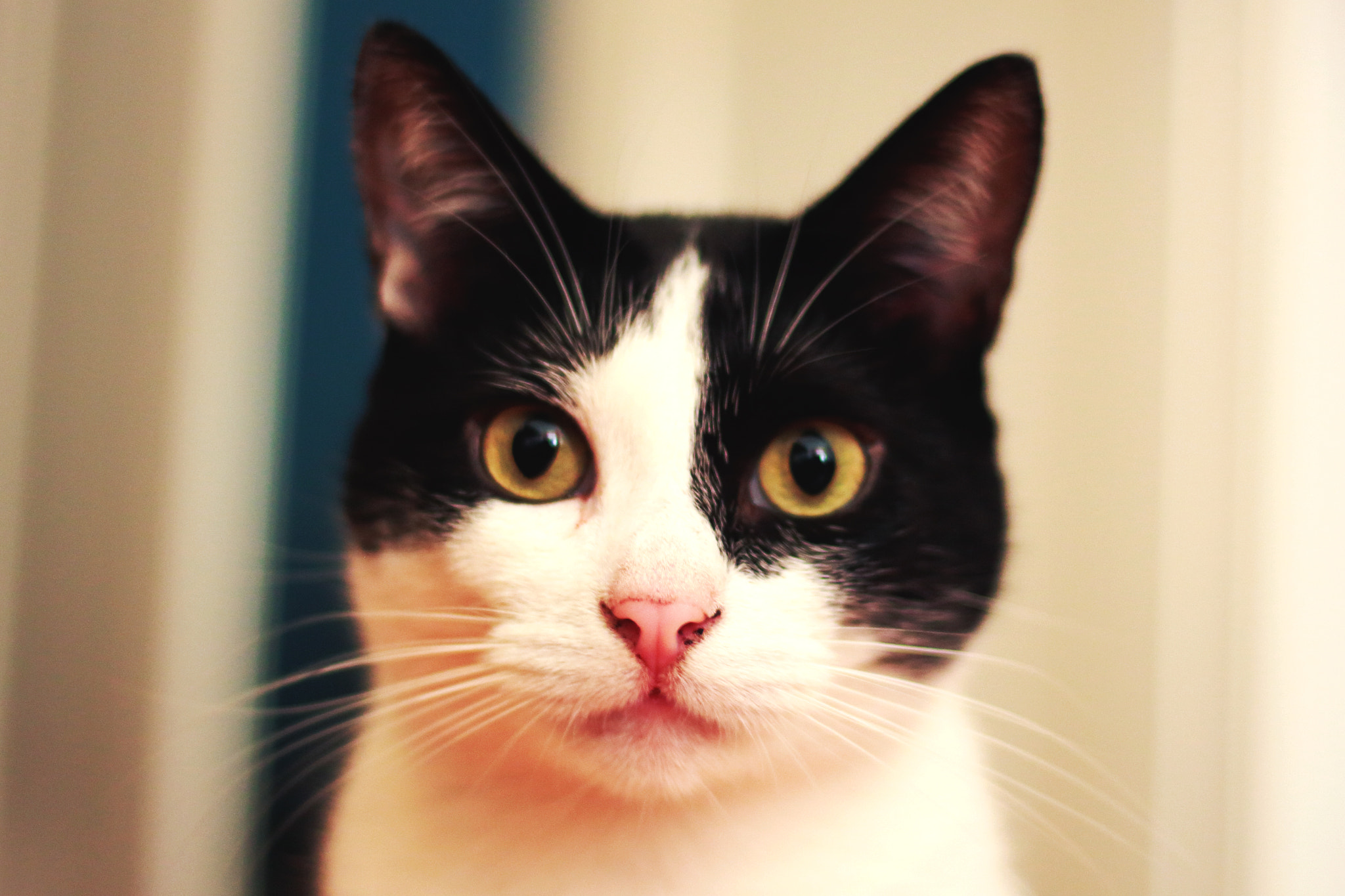 Canon EOS 100D (EOS Rebel SL1 / EOS Kiss X7) + Canon EF 50mm F1.8 STM sample photo. Oreo. photography