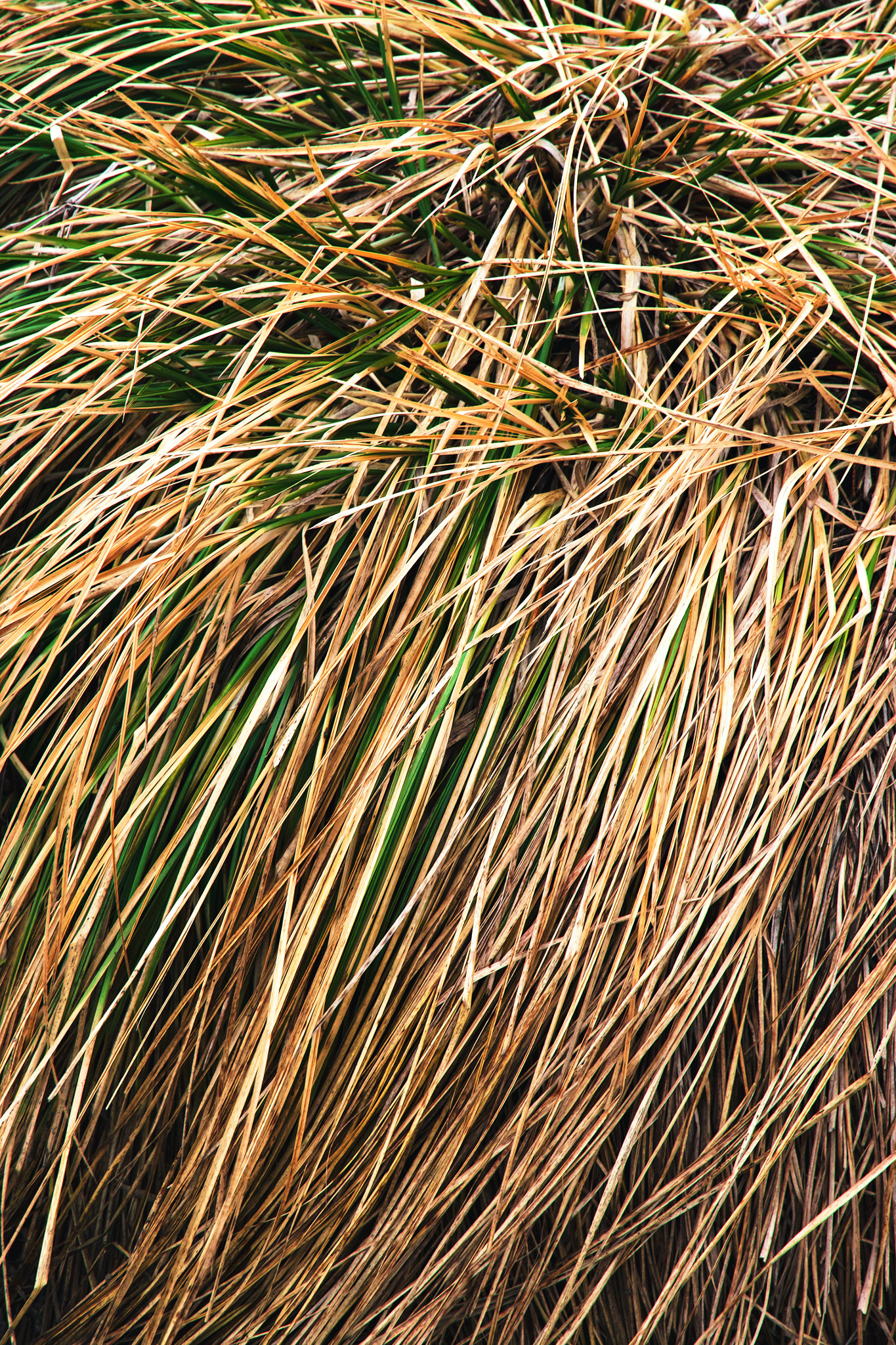 Nikon D5500 sample photo. Veil of dry grass photography