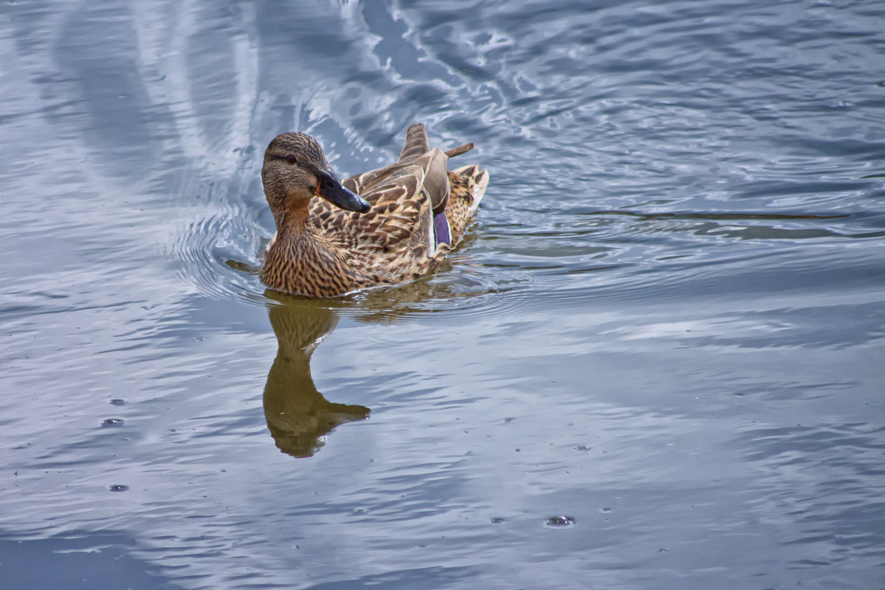 Canon EOS 1100D (EOS Rebel T3 / EOS Kiss X50) sample photo. Floats as a swan photography