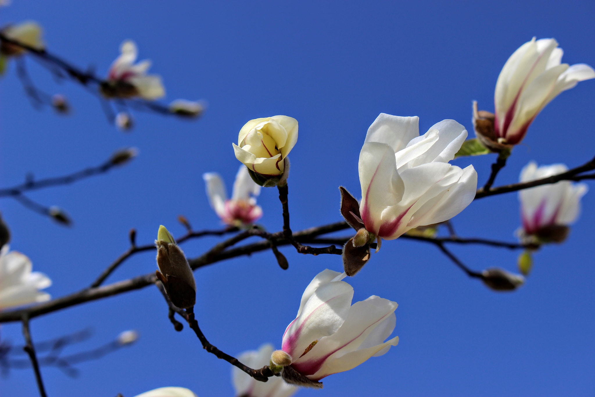 Canon EOS 100D (EOS Rebel SL1 / EOS Kiss X7) sample photo. コブシ photography
