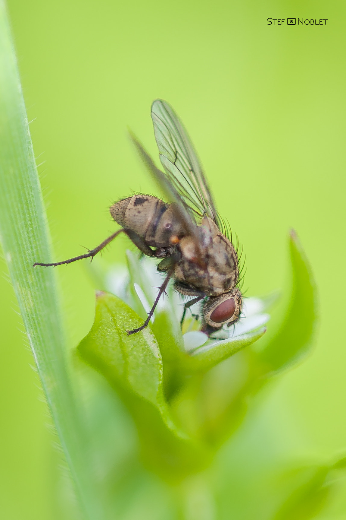 Sigma 105mm F2.8 EX DG OS HSM sample photo. J ai dit a table !!! photography