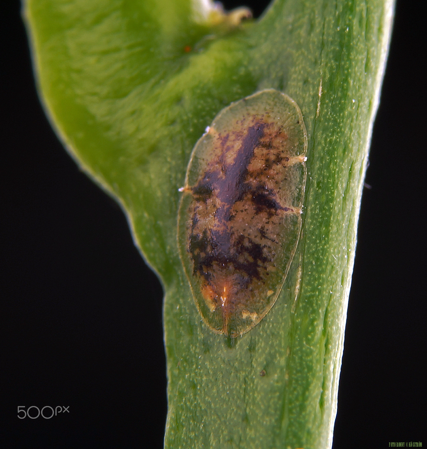 Sony a99 II + 90mm F2.8 Macro SSM sample photo. Sköldlus photography