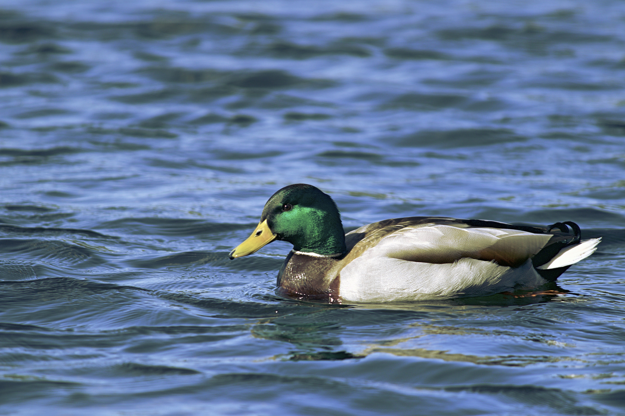 Canon EF-S 55-250mm F4-5.6 IS II sample photo. Beautiful duck photography