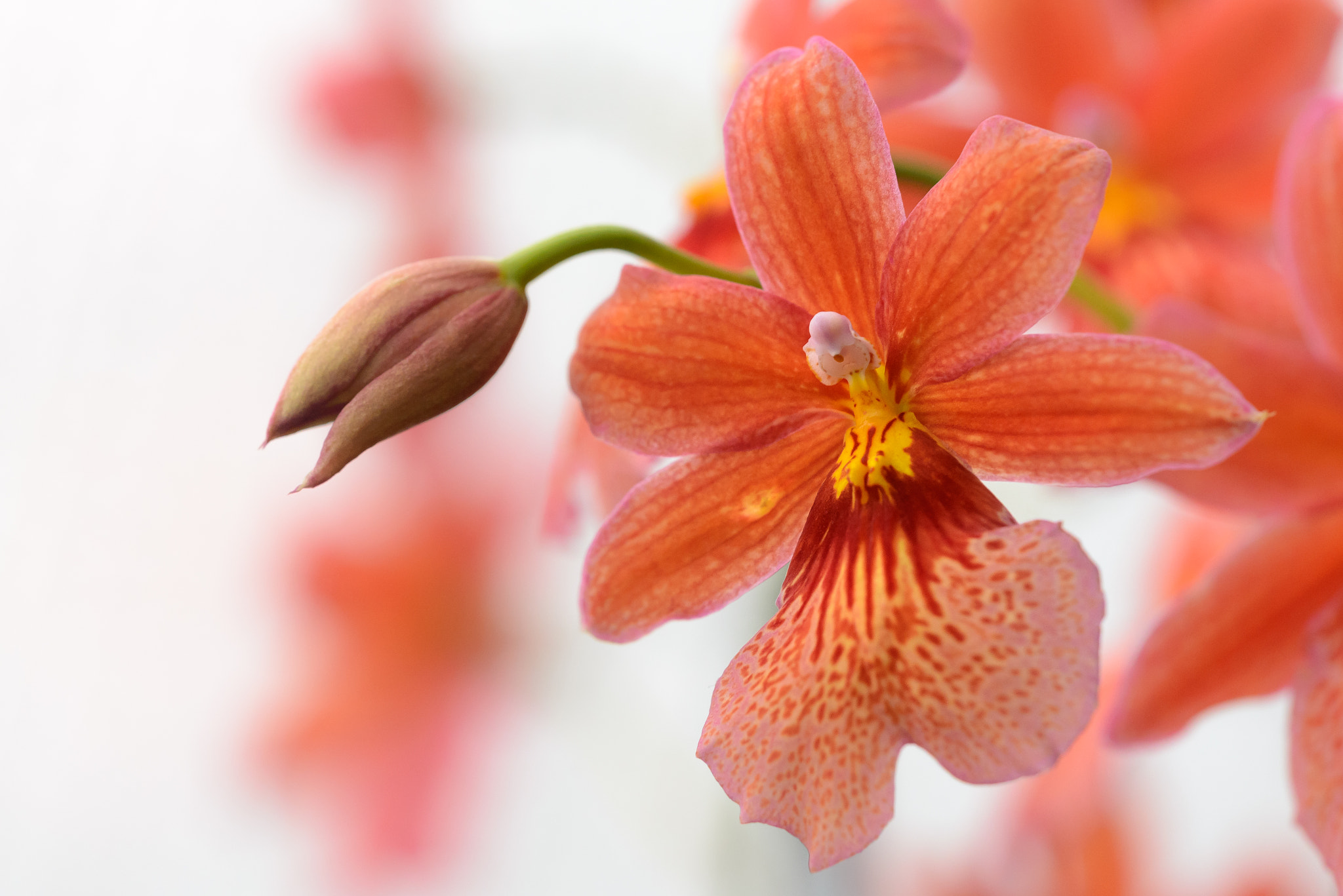 Nikon D600 sample photo. Orange orchid photography