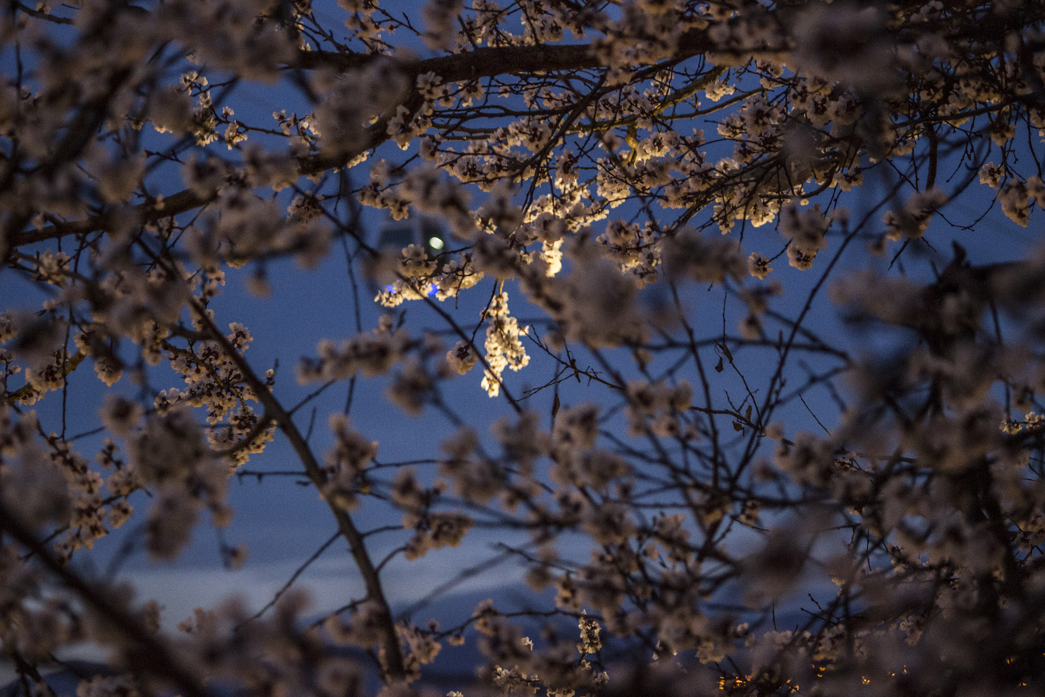 Canon EF-S 55-250mm F4-5.6 IS II sample photo. Blooming tree photography