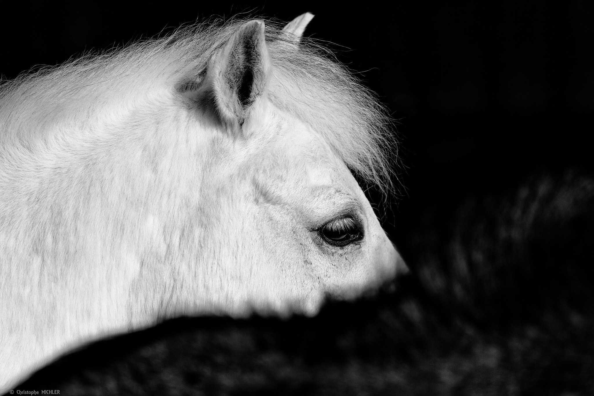 Canon EF 70-200mm F4L IS USM sample photo. Horse b&w photography