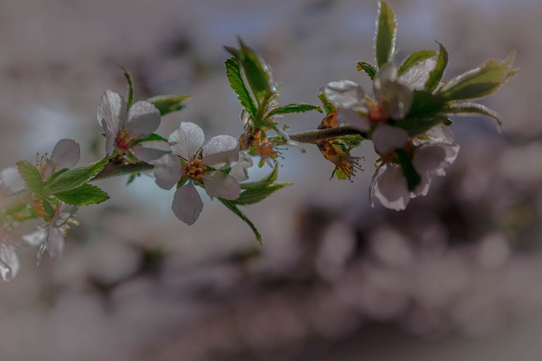 Nikon AF-S DX Micro Nikkor 40mm F2.8 sample photo. The blossoms photography