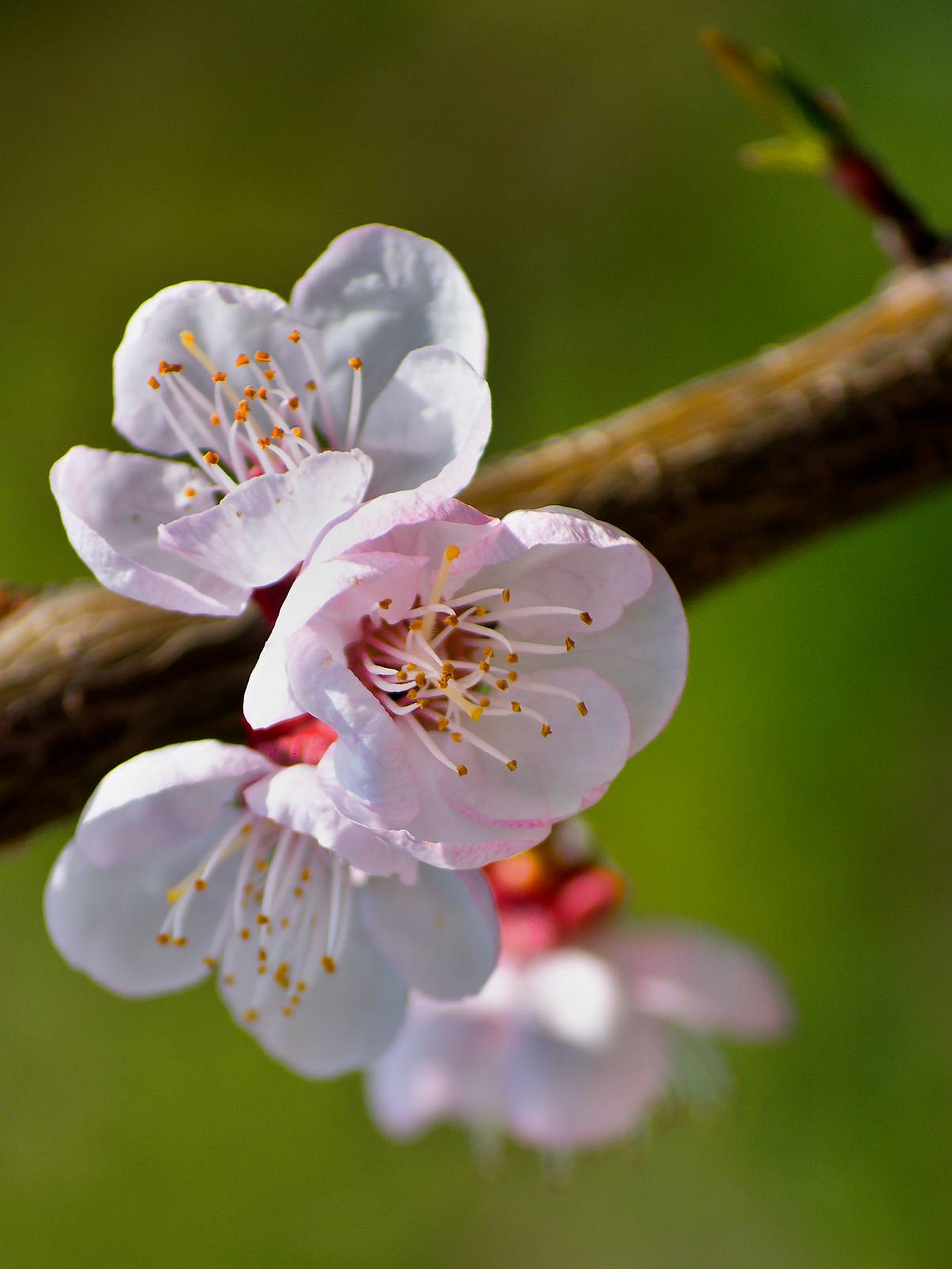 Nikon D7200 sample photo. Cherry blossom photography
