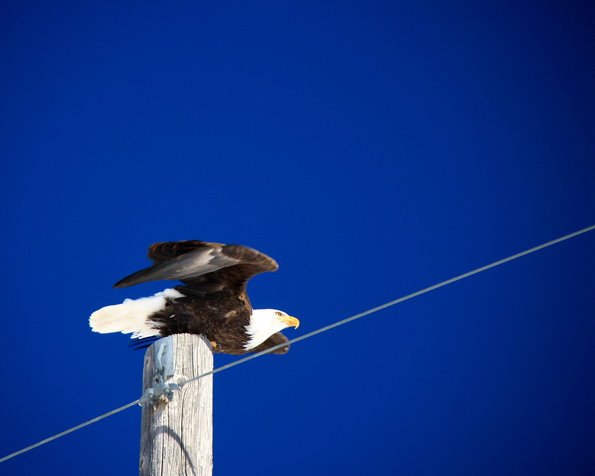 Canon EOS 1000D (EOS Digital Rebel XS / EOS Kiss F) sample photo. Eagle taking flight photography