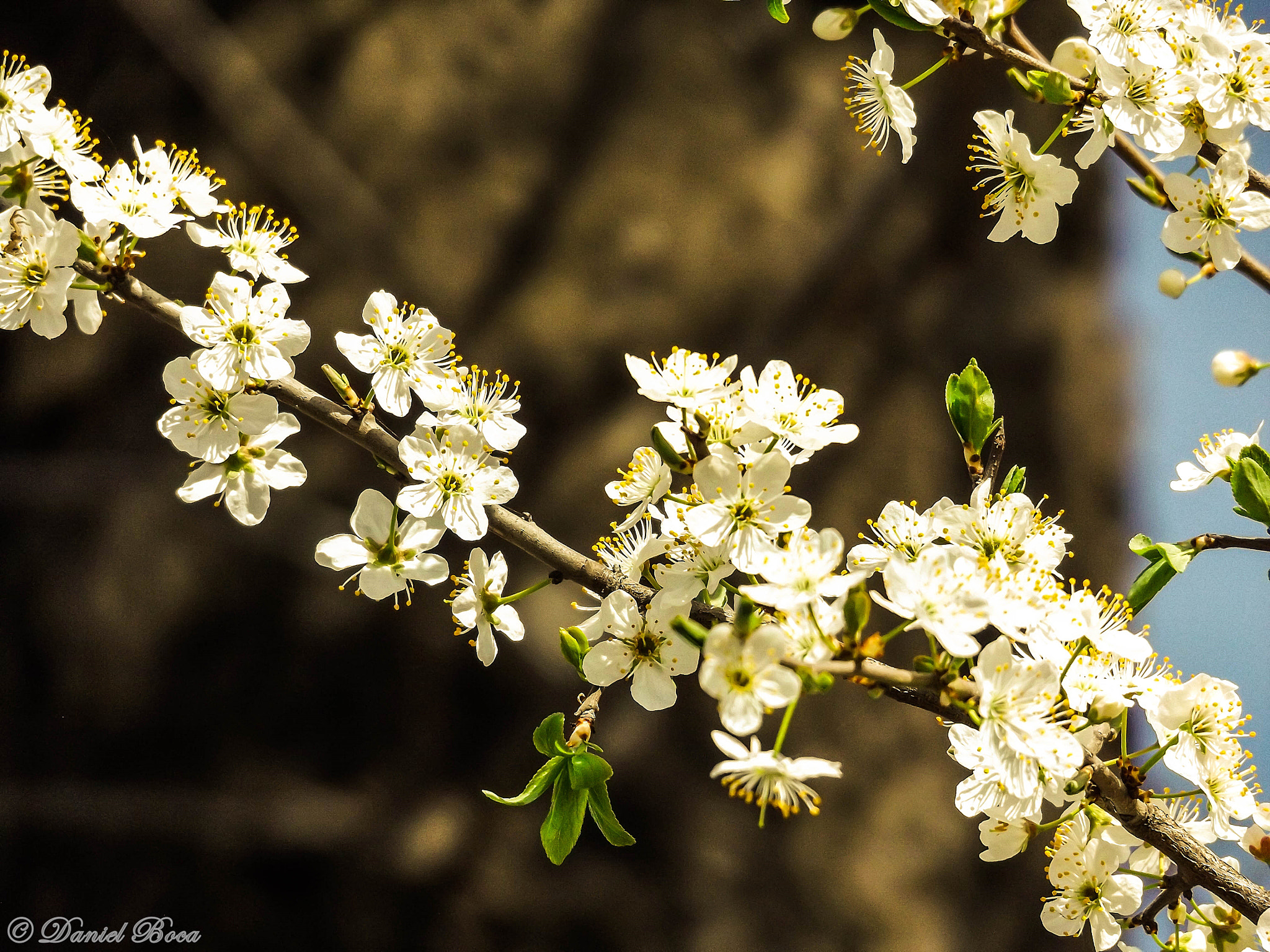 Fujifilm FinePix S8600 sample photo. Purity of spring photography