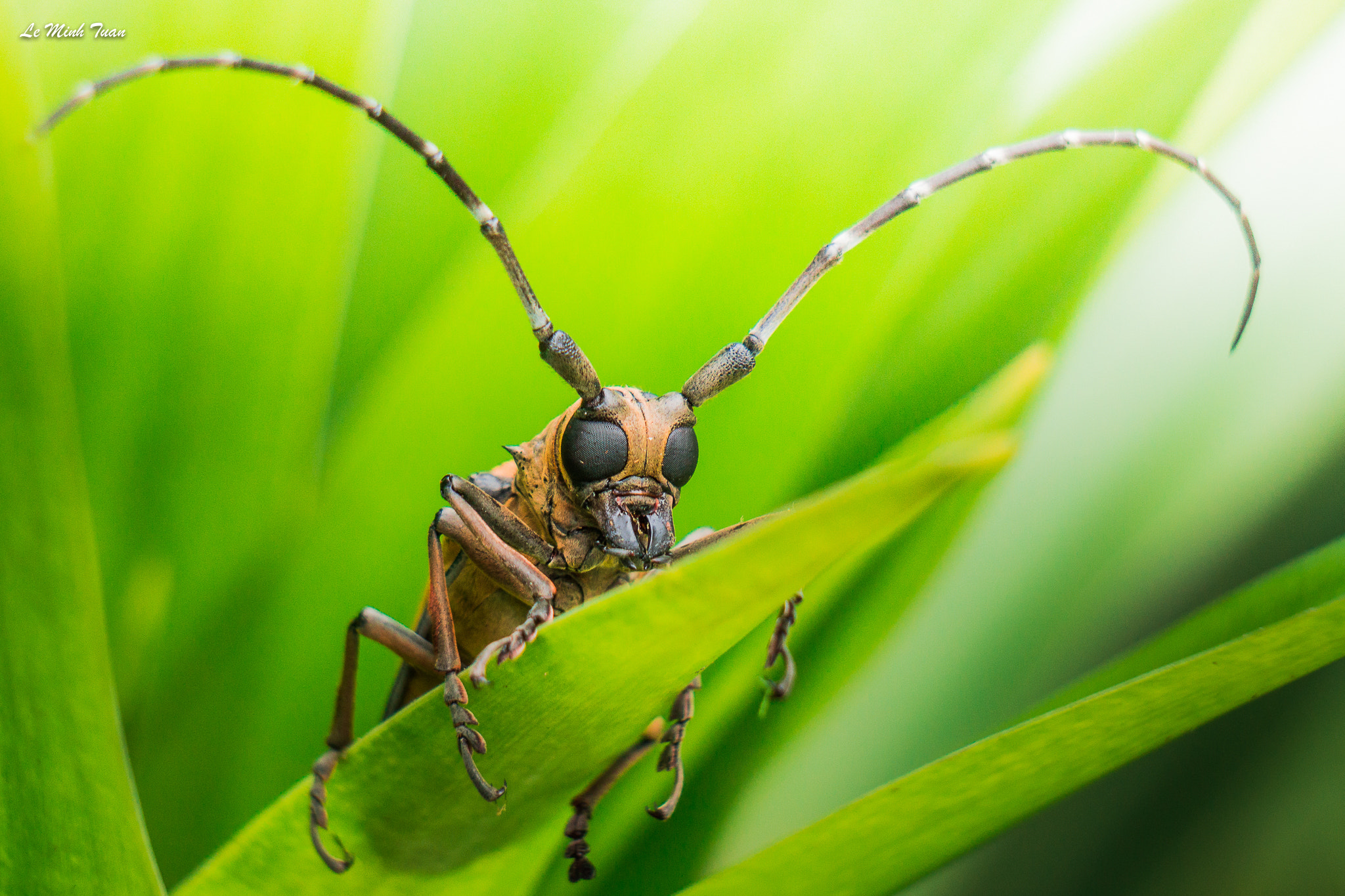 Sony Alpha NEX-7 + Sony E 55-210mm F4.5-6.3 OSS sample photo. Horn beetle photography