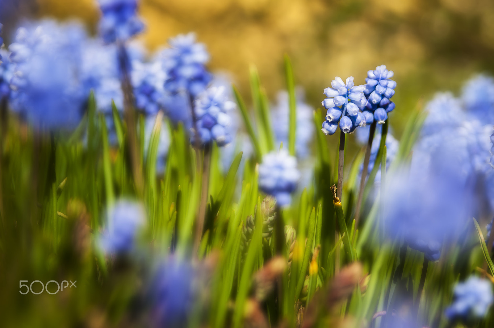 Nikon D300S + Sigma 28-105mm F2.8-4 Aspherical sample photo. Blue bells of grape hyacinth photography