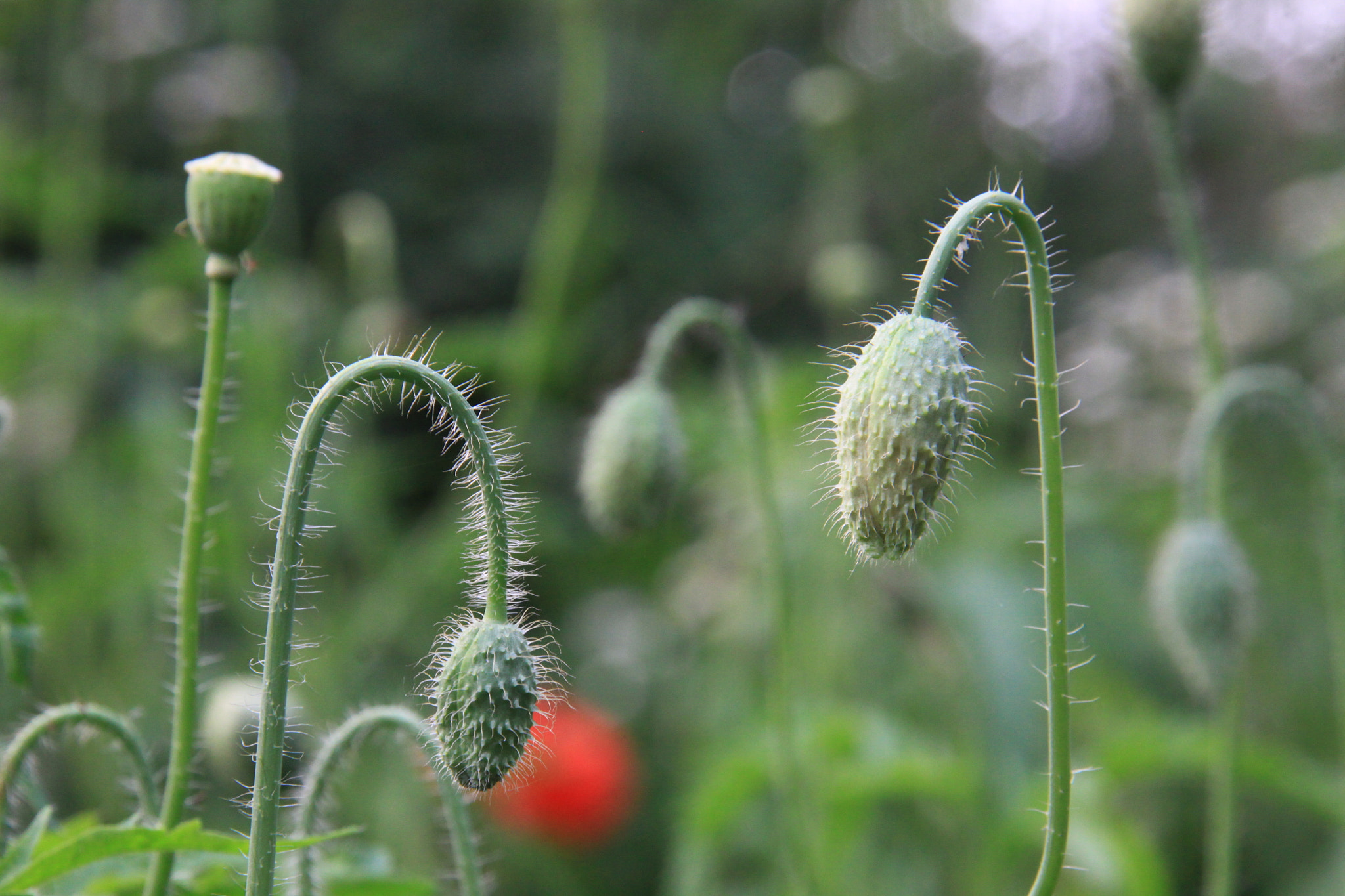 Canon EOS 50D sample photo. 花之韵 photography