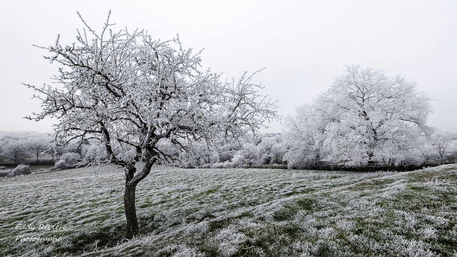 Nikon D810 sample photo. Apple tree photography