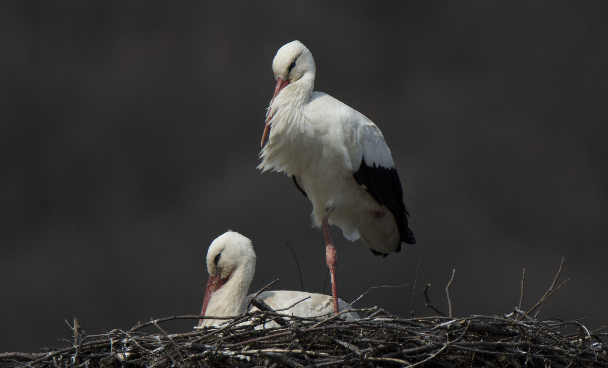 Nikon D7200 sample photo. Couple photography