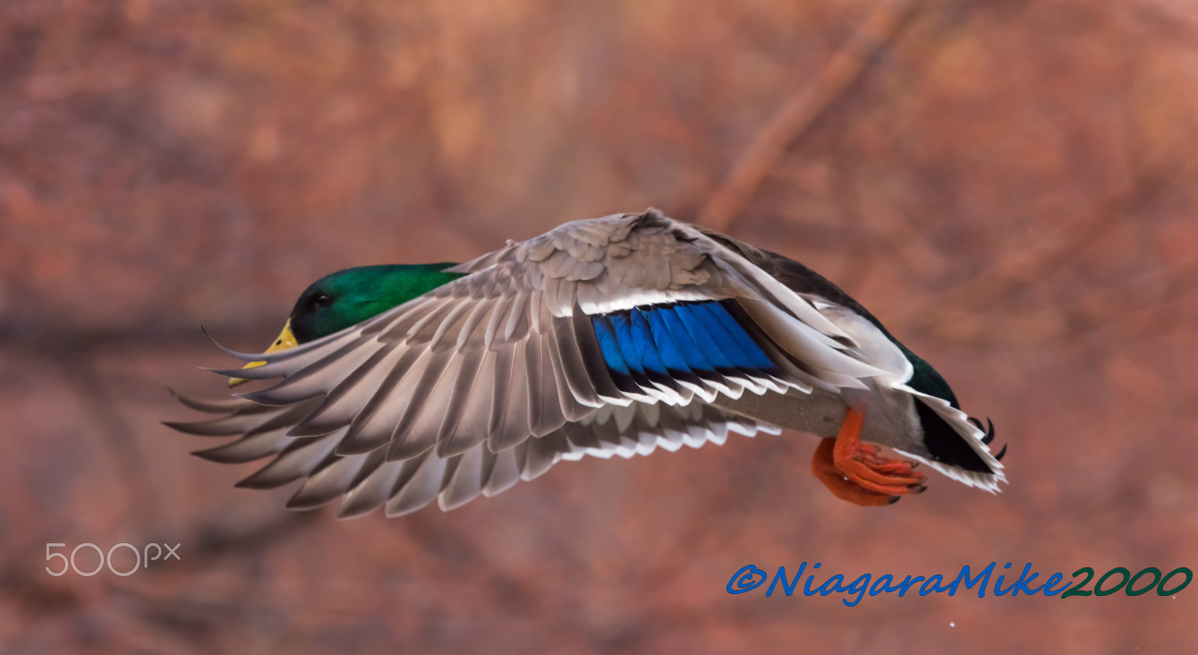 Nikon D810 sample photo. Mallard male in flight photography