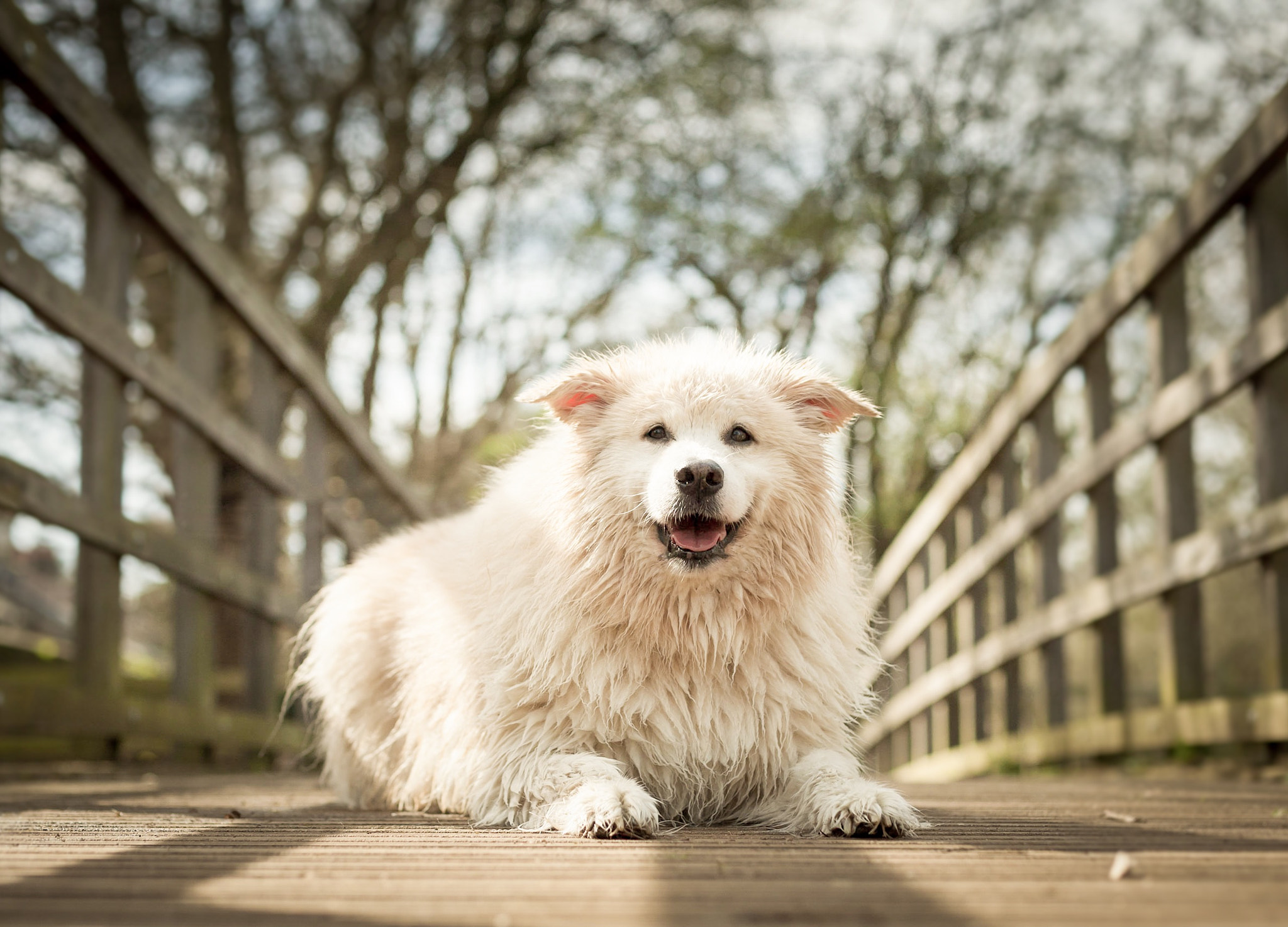 Canon EOS 5D + Canon EF 50mm F1.4 USM sample photo. Charlie photography