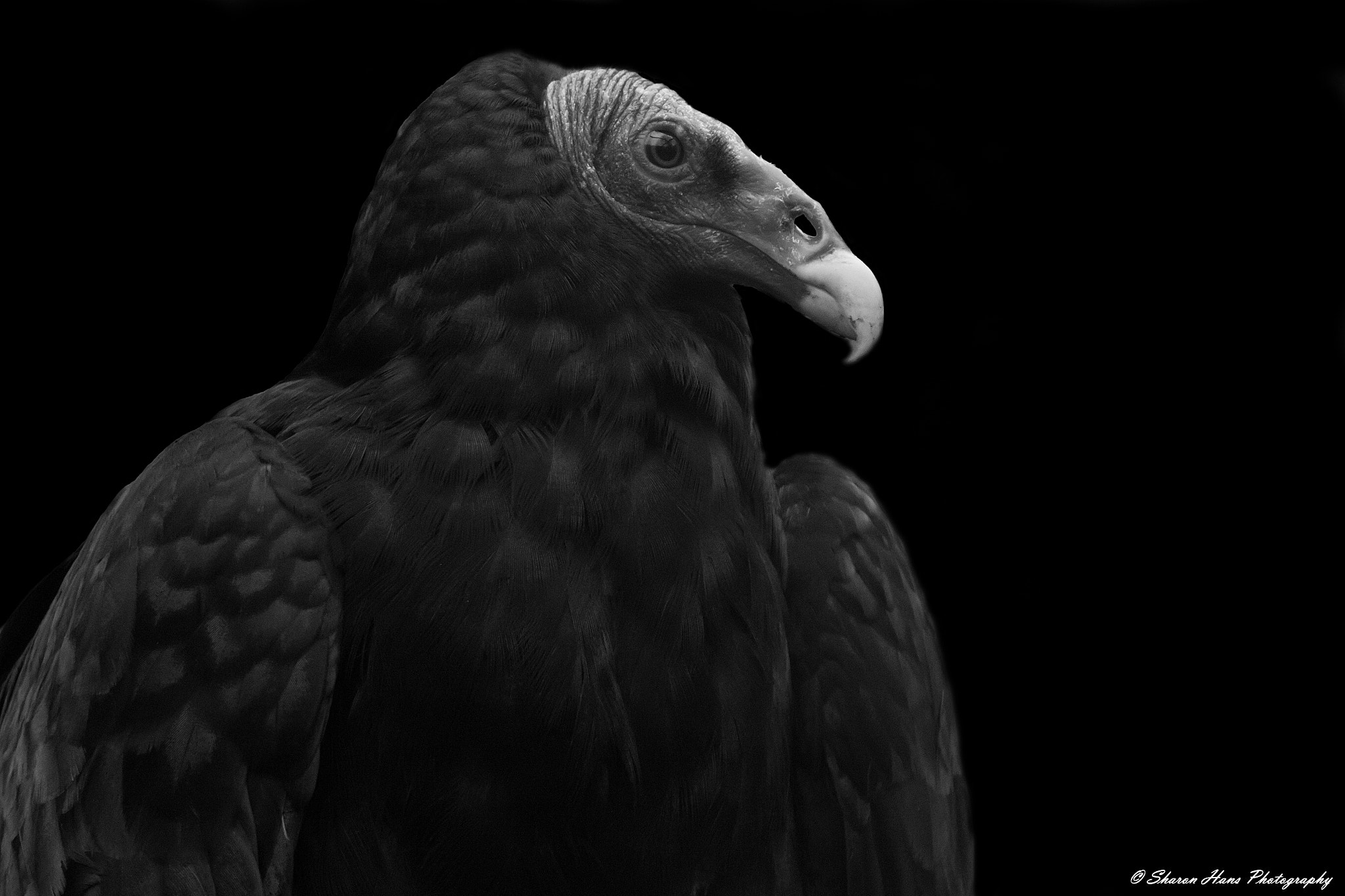 Tamron SP 150-600mm F5-6.3 Di VC USD sample photo. Turkey vulture photography