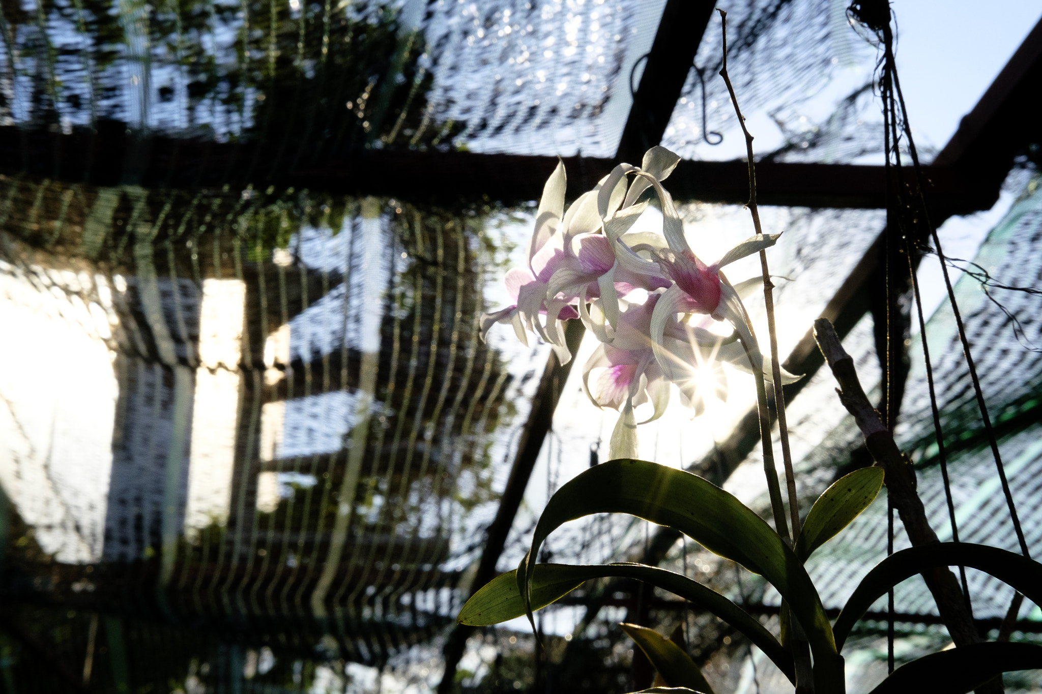 Fujifilm X-E2S sample photo. Orchird in homie garden photography