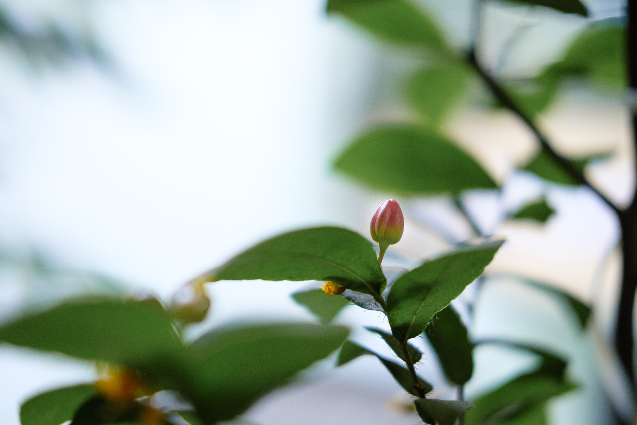 Fujifilm X-E2S + Fujifilm XF 35mm F2 R WR sample photo. Appricot in homie garden photography