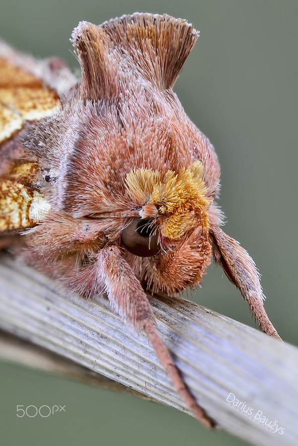 Sigma 150mm F2.8 EX DG OS Macro HSM sample photo. Portrait photography