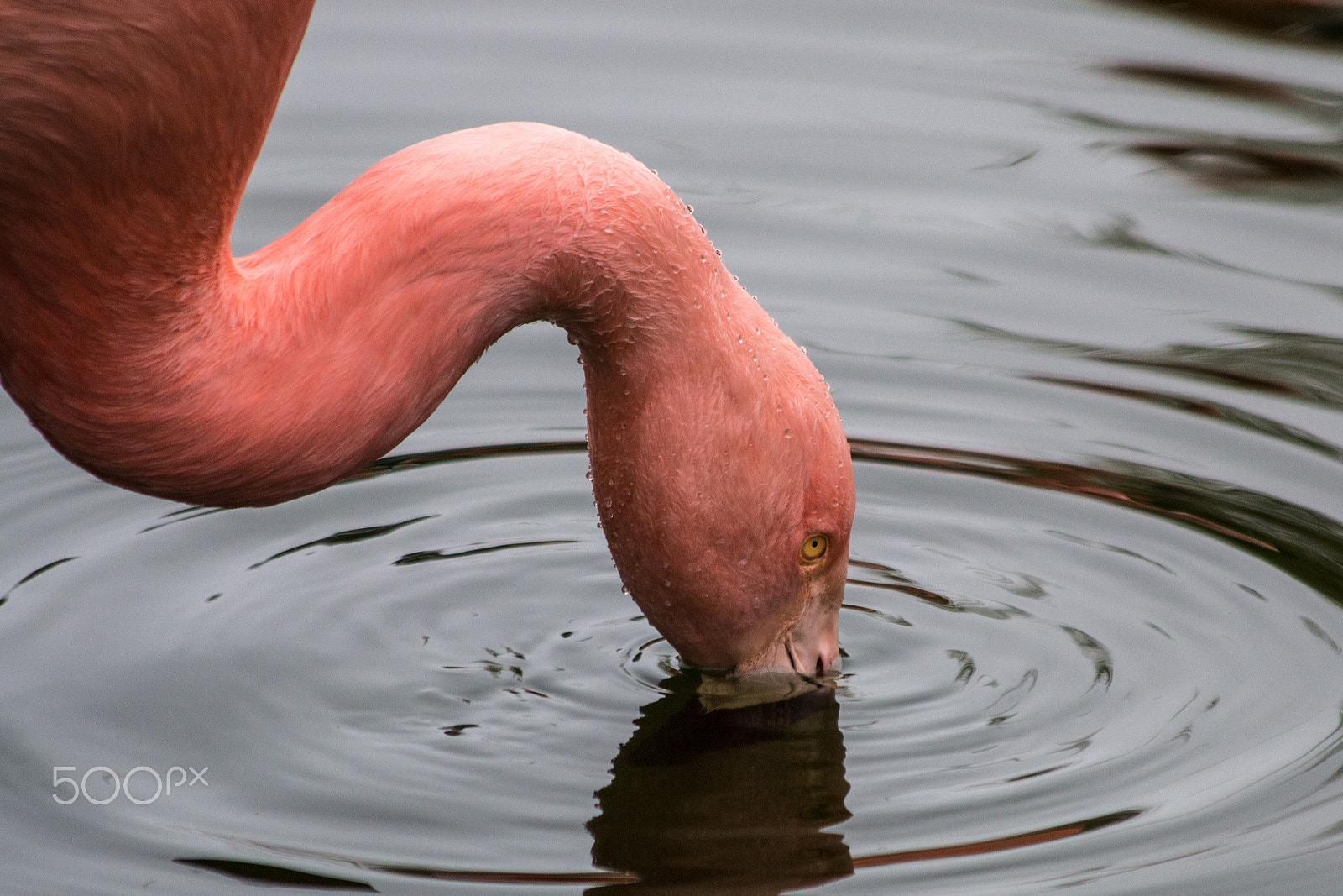 Canon EF 70-300mm F4-5.6 IS USM sample photo. Pink photography