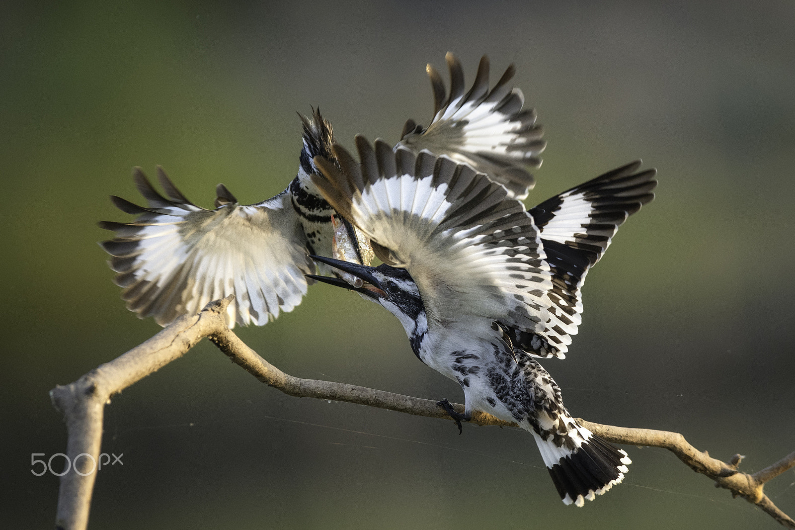 Nikon D500 + Nikon AF-S Nikkor 400mm F2.8G ED VR II sample photo. Pied kingfisher photography