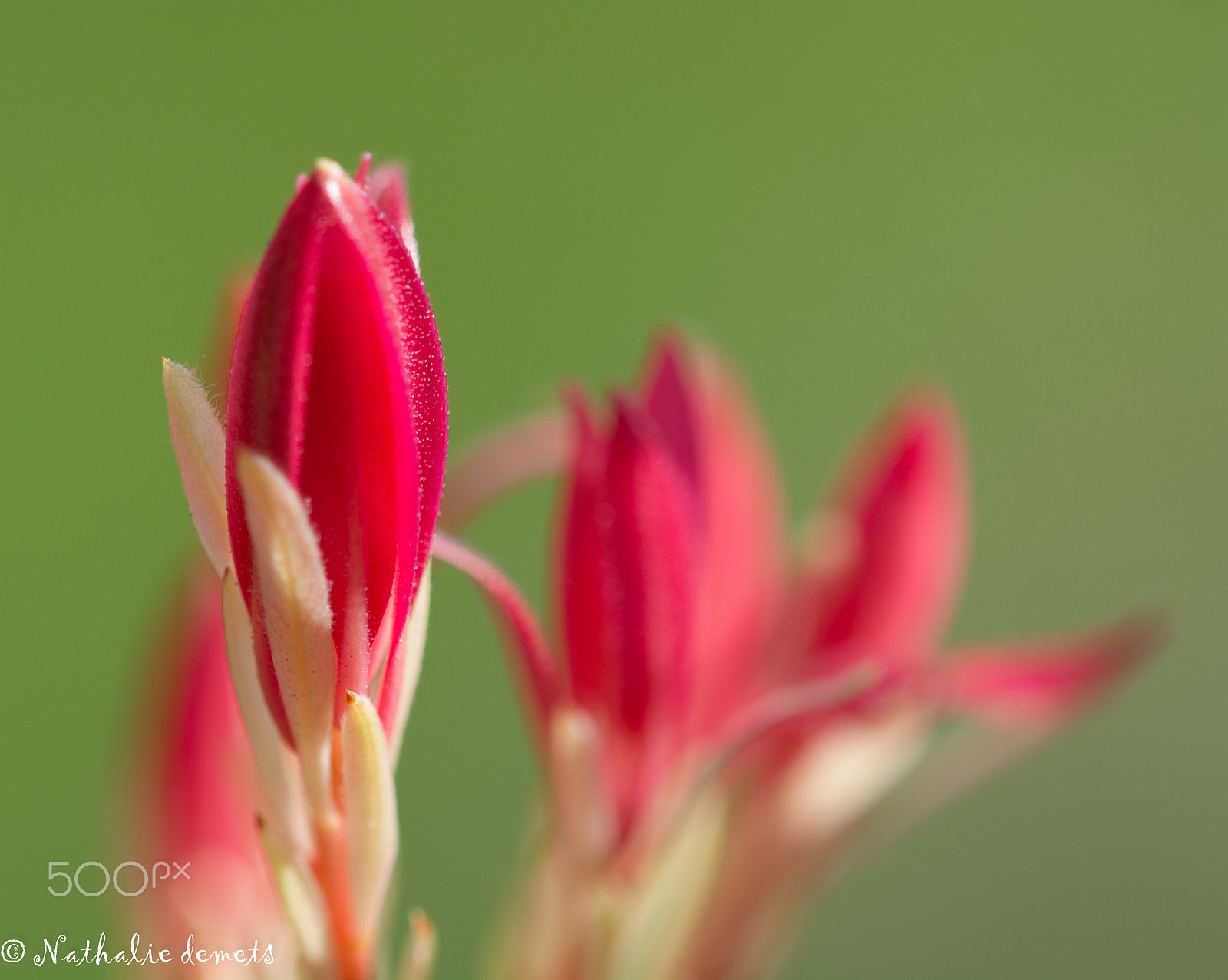 Nikon AF Micro-Nikkor 200mm F4D ED-IF sample photo. Macro photography