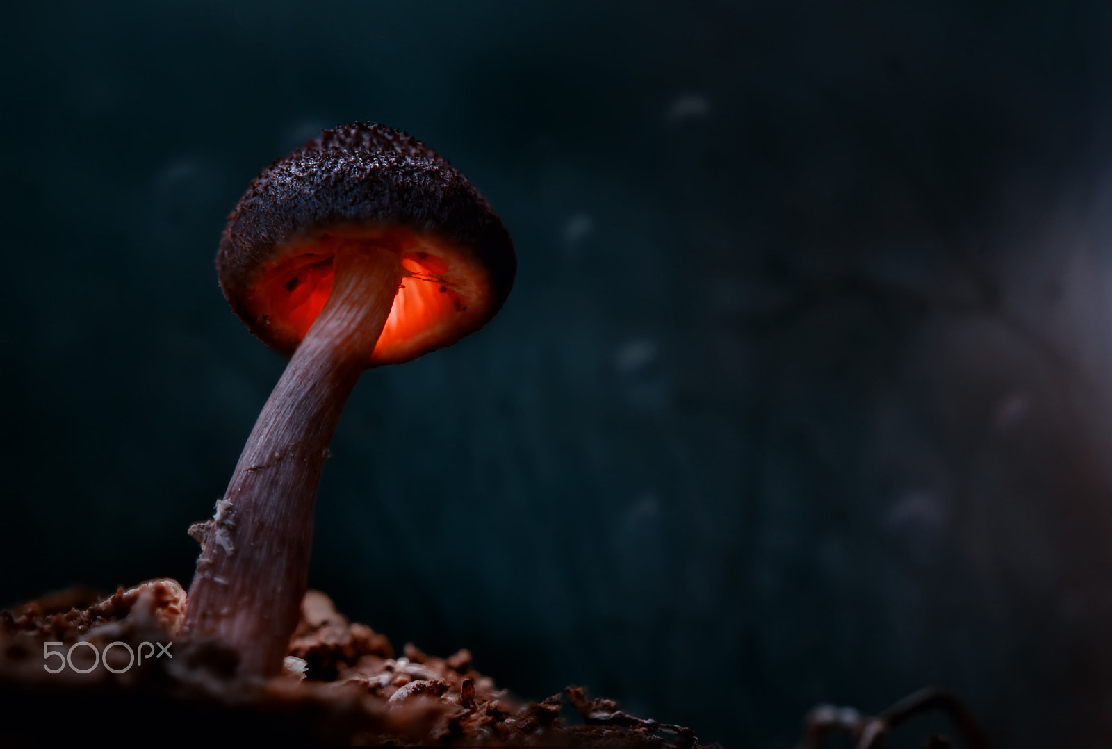 Canon EF 100mm F2.8 Macro USM sample photo. Magic mushroom photography