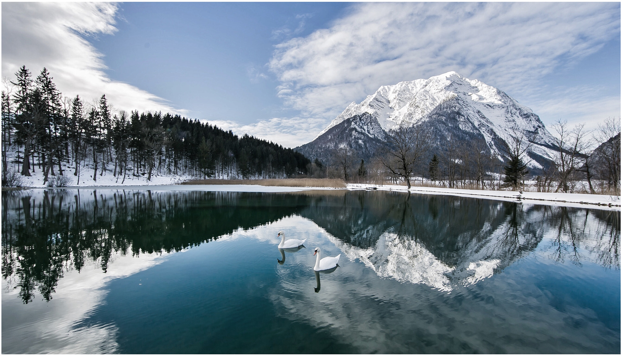 Canon EF 14mm F2.8L II USM sample photo. Swans photography