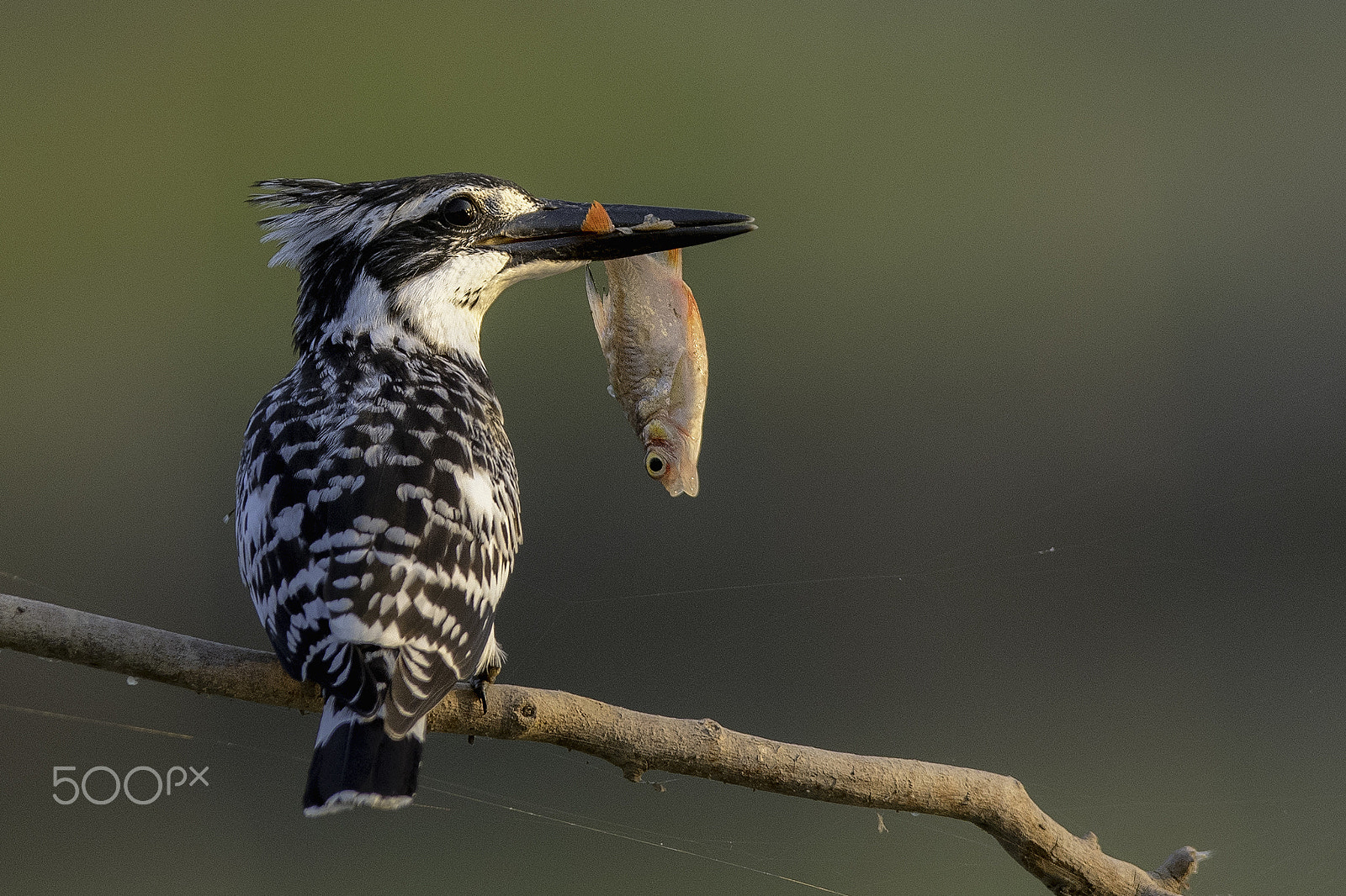 Nikon D500 sample photo. Pied kingfisher photography