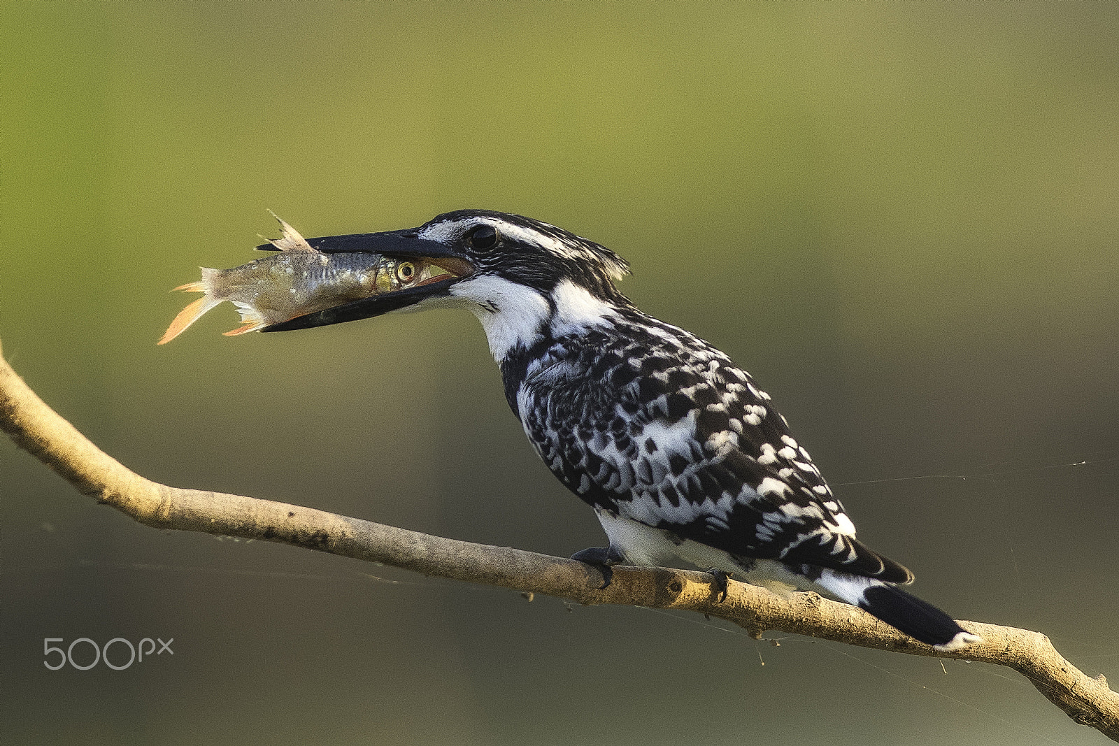 Nikon AF-S Nikkor 400mm F2.8G ED VR II sample photo. Pied kingfisher photography