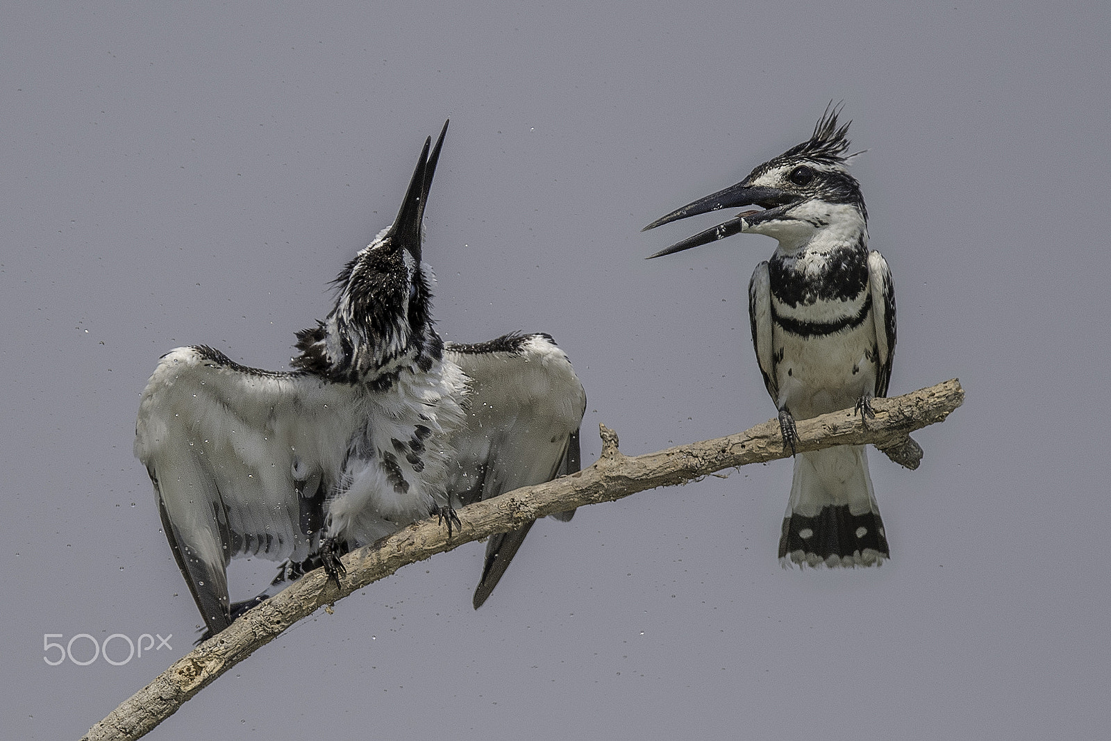 Nikon D5 sample photo. Pied kingfisher photography