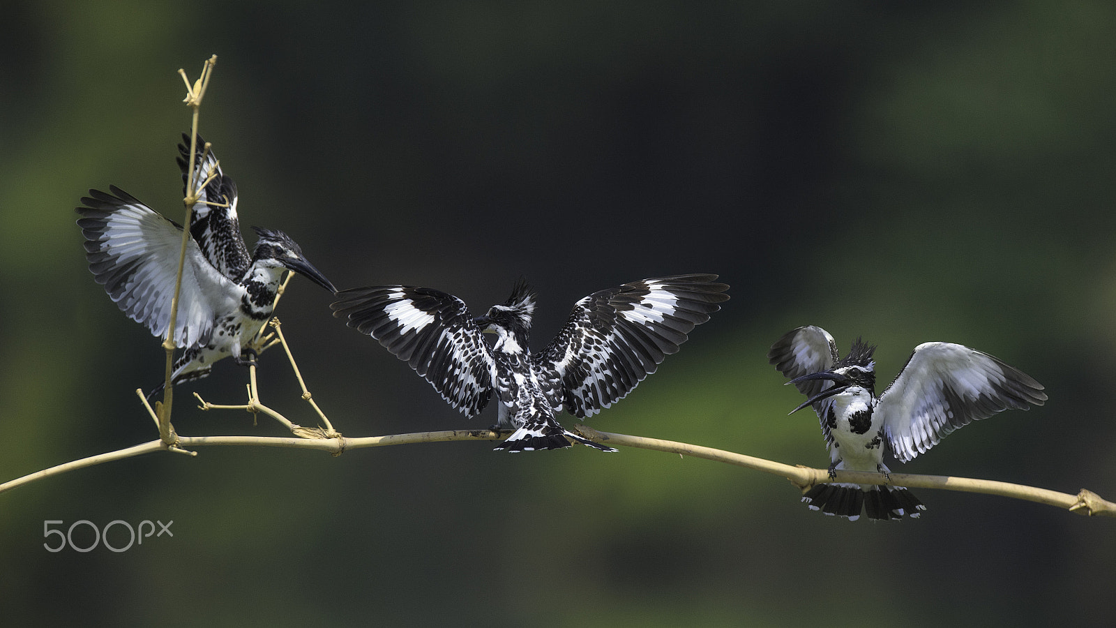 Nikon AF-S Nikkor 400mm F2.8G ED VR II sample photo. Pied kingfisher photography