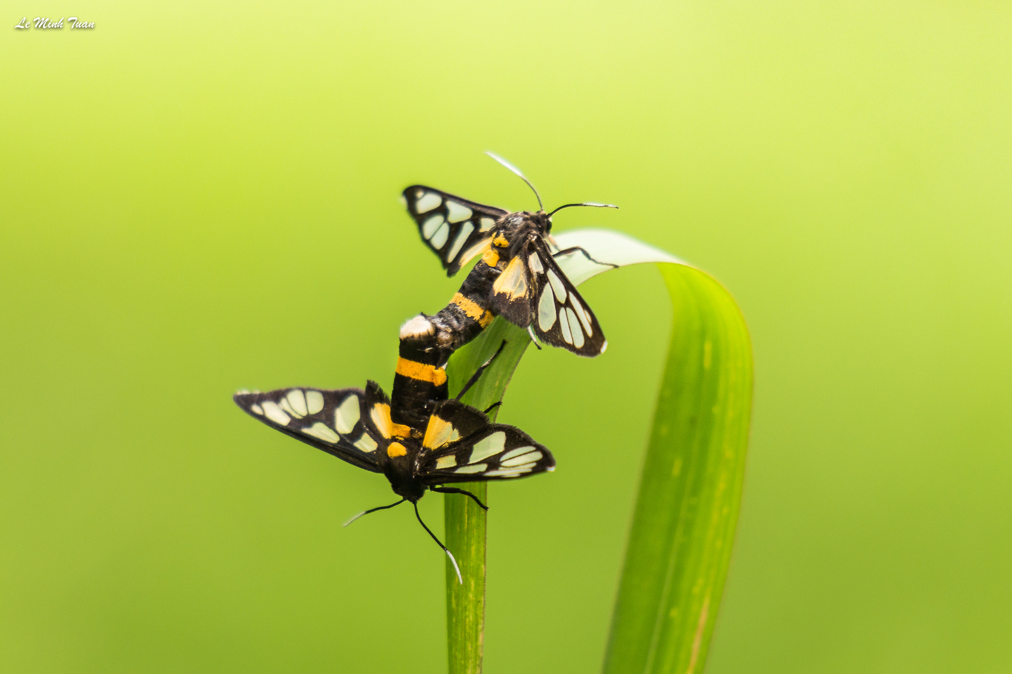 Sony Alpha NEX-7 + Sony E 55-210mm F4.5-6.3 OSS sample photo. Mating photography