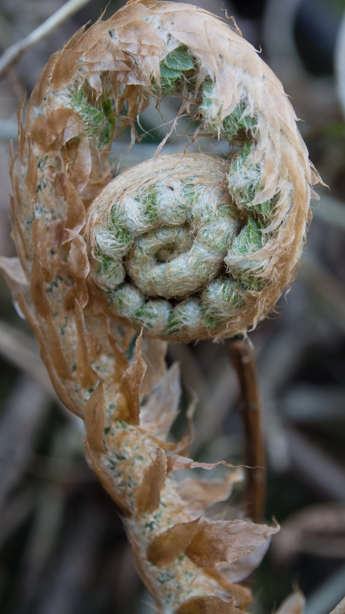 Olympus OM-D E-M5 sample photo. Fern unrolling a frond... photography