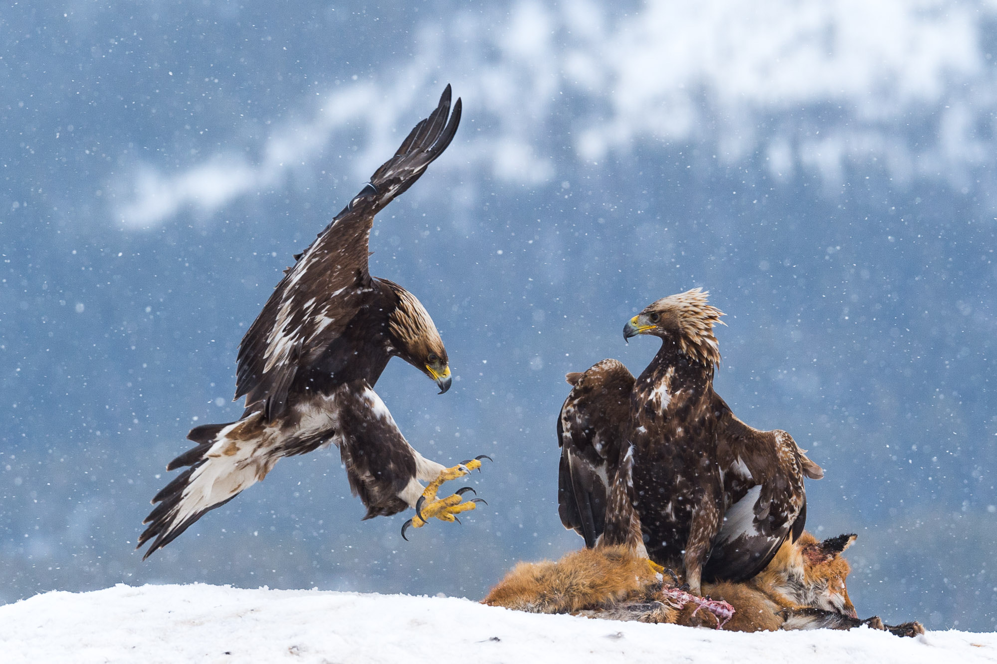 Nikon AF-S Nikkor 200mm F2G ED-IF VR sample photo. Golden eagles photography