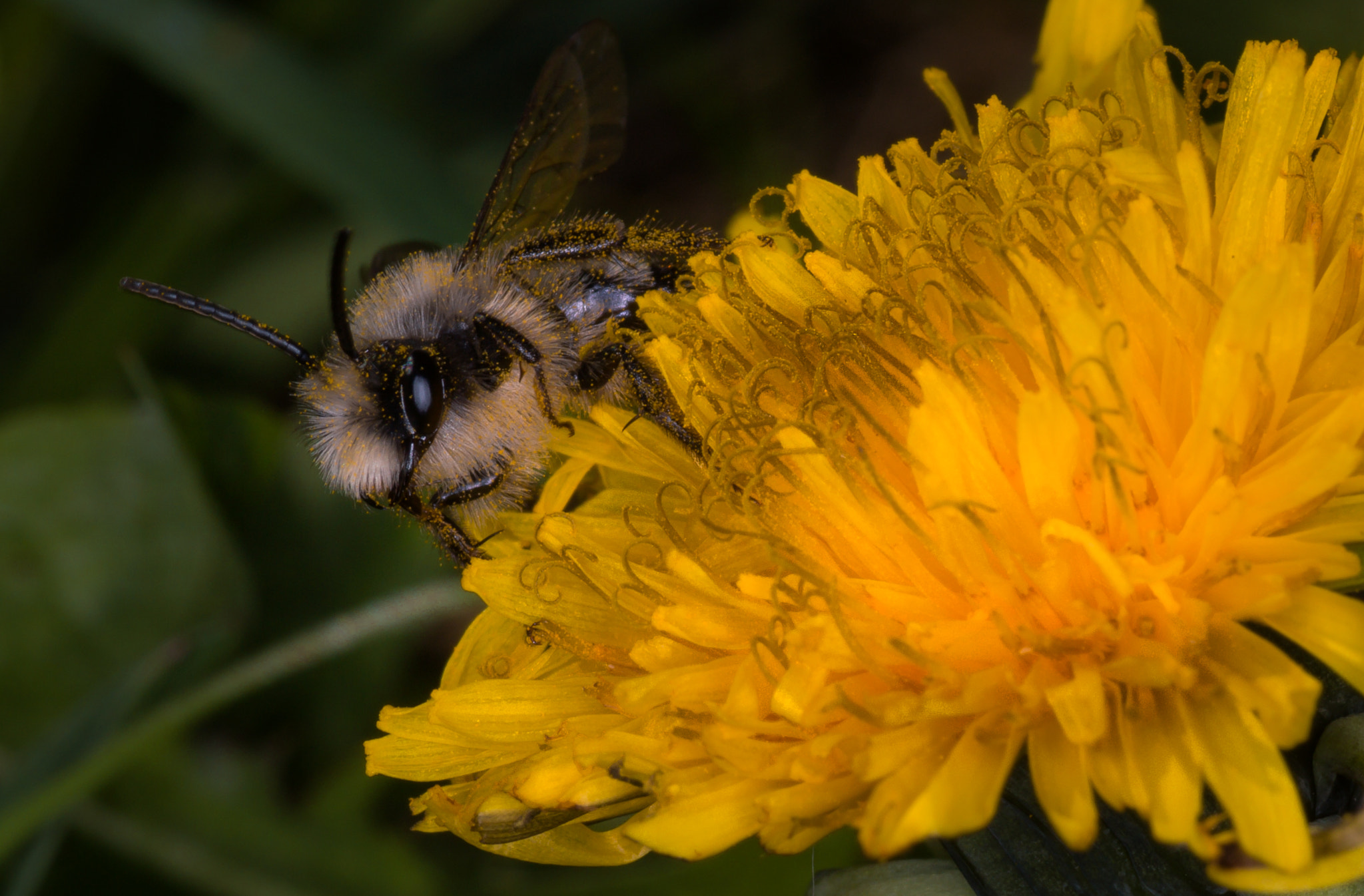 Canon EOS 700D (EOS Rebel T5i / EOS Kiss X7i) + Tamron SP AF 90mm F2.8 Di Macro sample photo. Bzzzzz photography