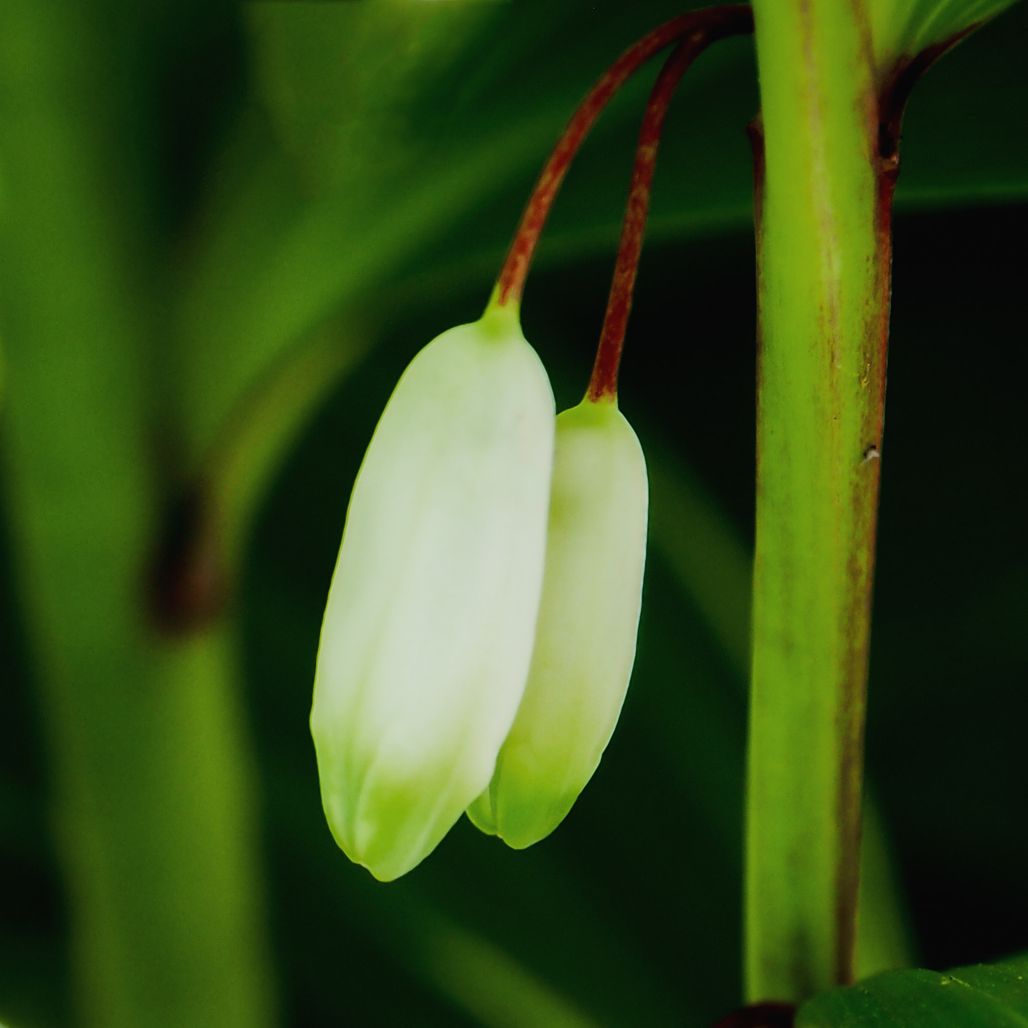 Olympus OM-D E-M5 sample photo. Solomon seal flower photography
