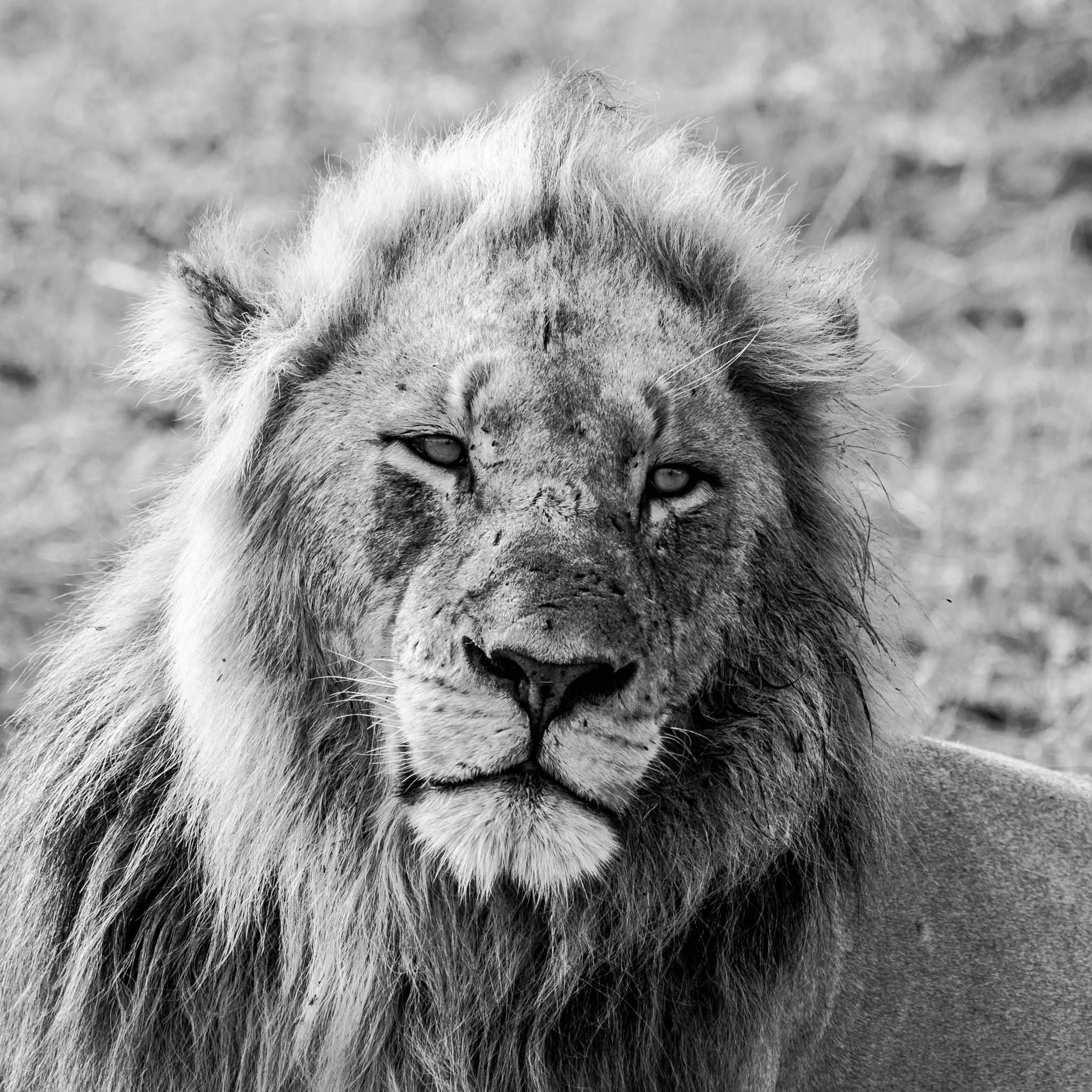 Pentax K-5 II sample photo. Lion b&w photography