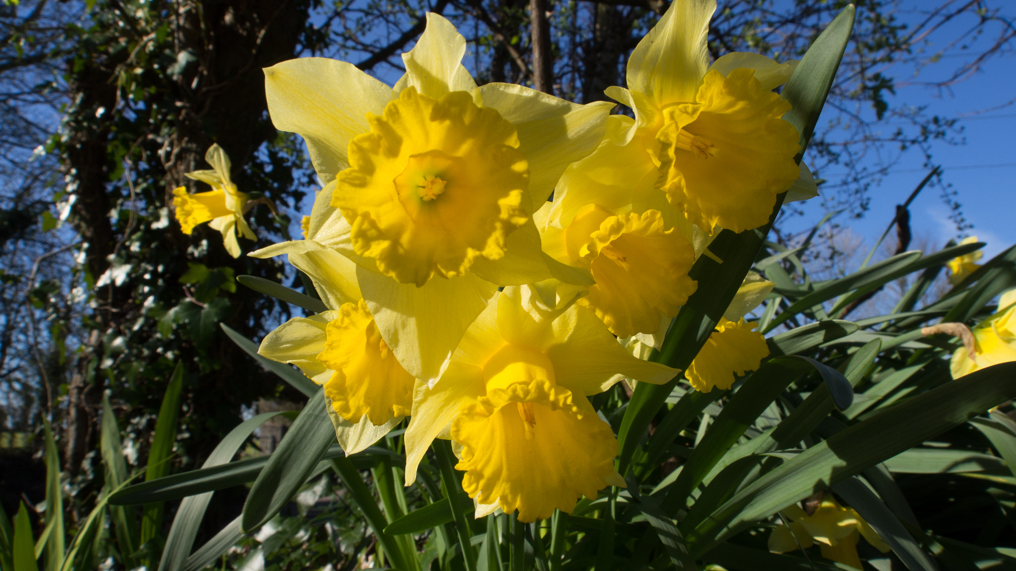 Olympus OM-D E-M5 sample photo. Under the daffodil flowers :) photography