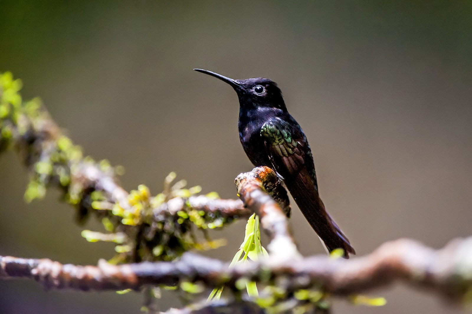 Nikon D700 sample photo. Beija-flor-preto (florisuga fusca) | black jacobin photography