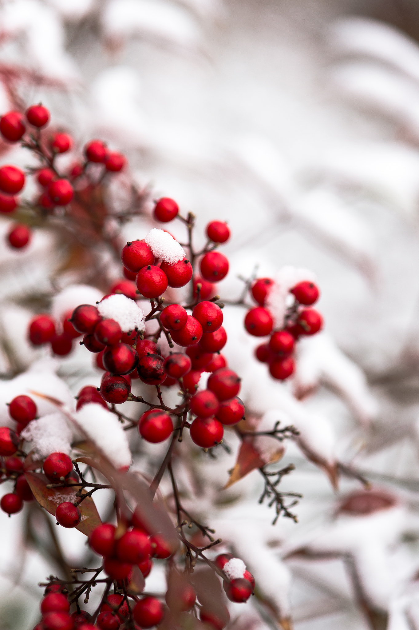 Nikon Df sample photo. Snow white berry red photography
